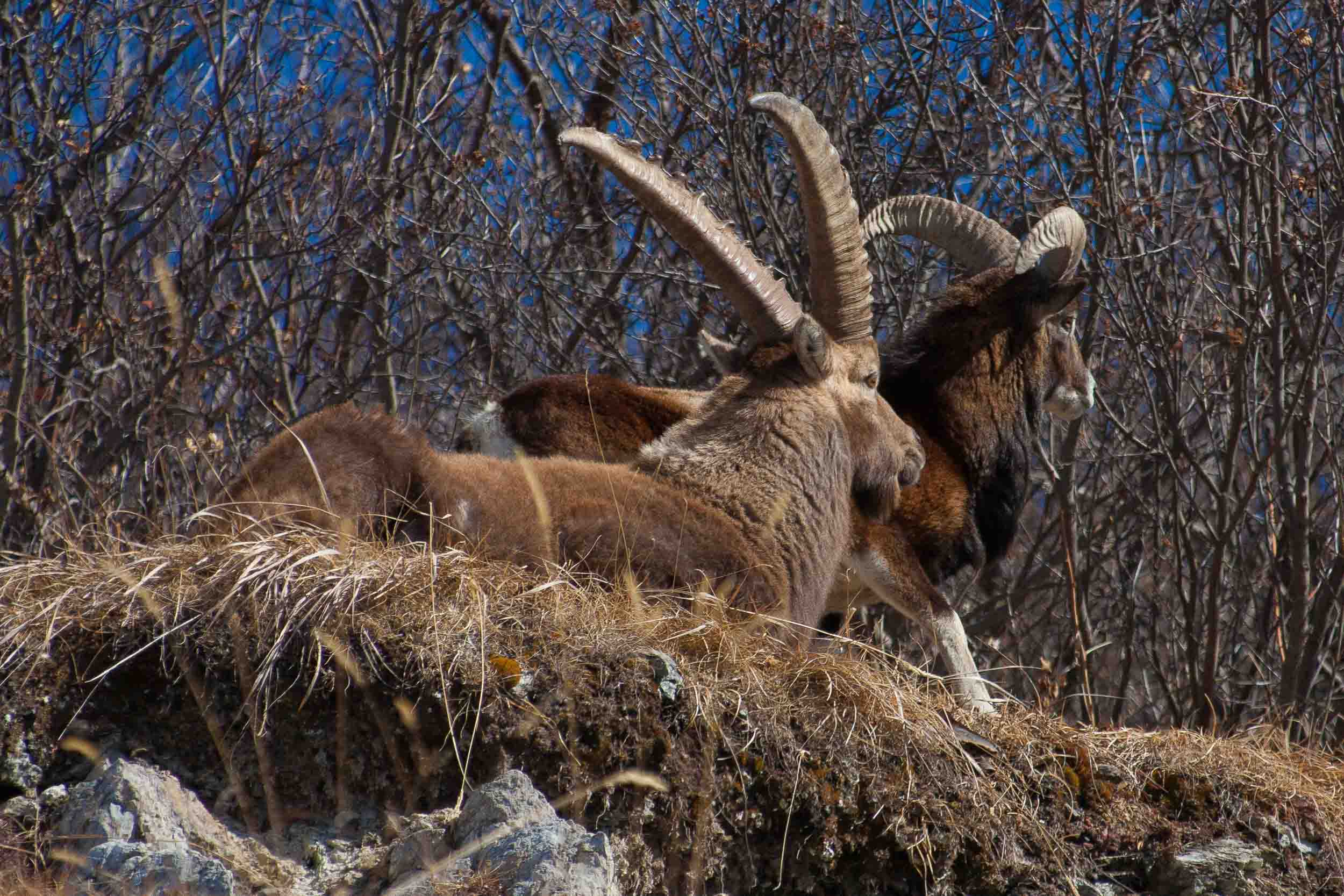 Bouquetin mâle et mouflon