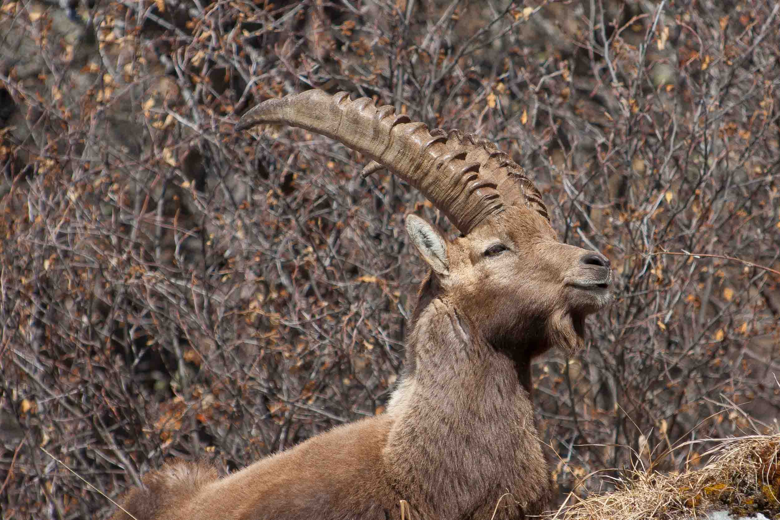 Bouquetin mâle