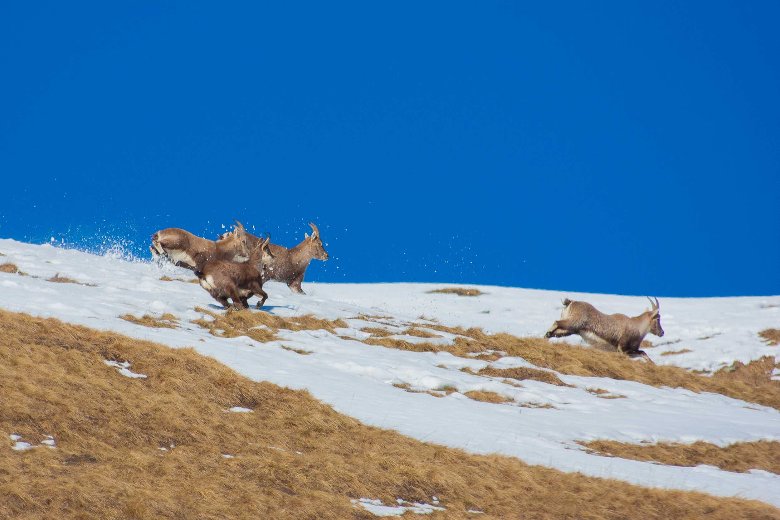 Bouquetins et chamois au galop