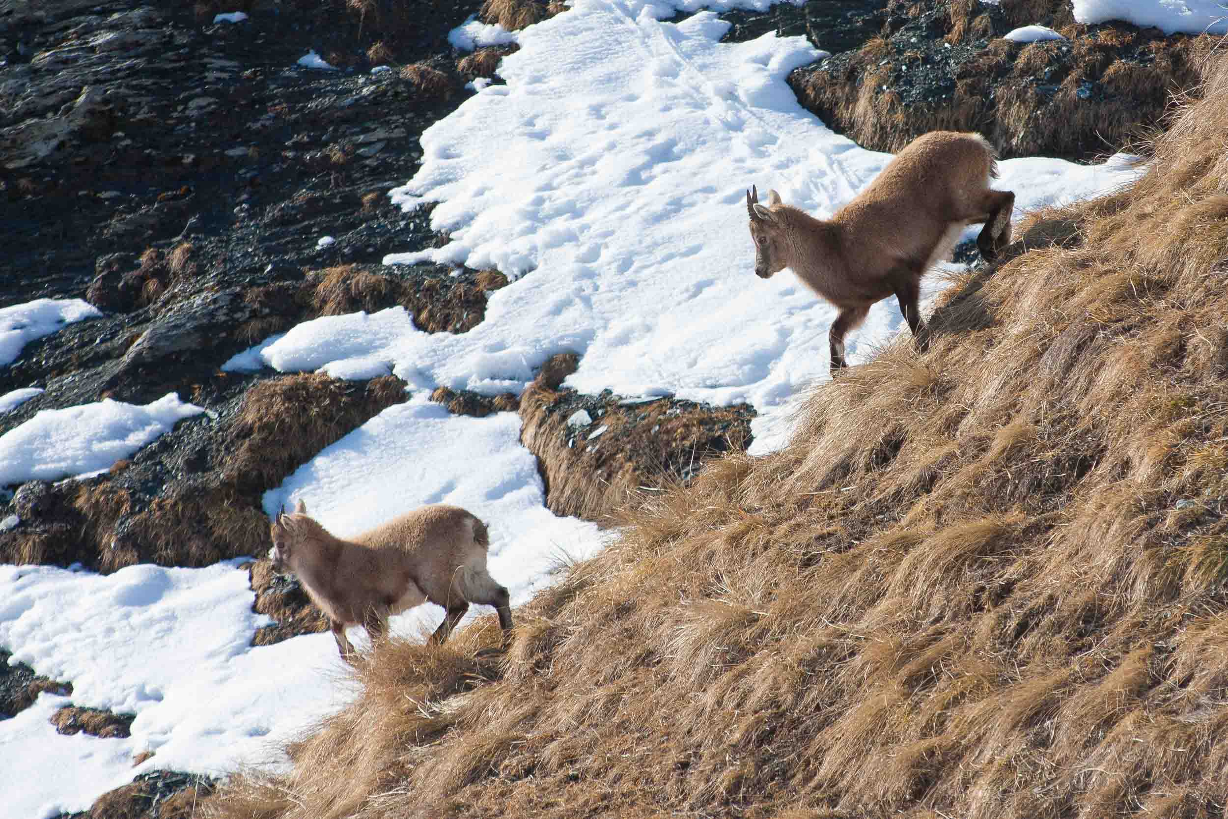 Cabris de bouquetins