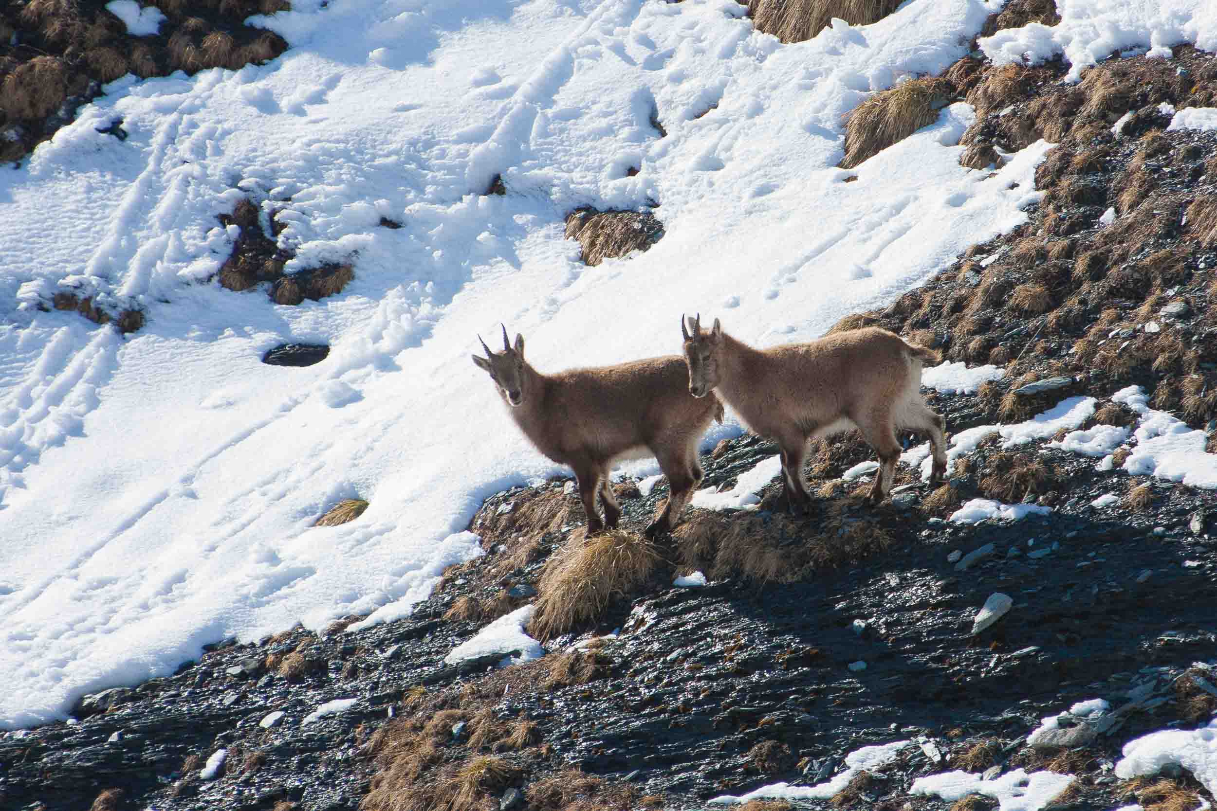 Cabris de bouquetins