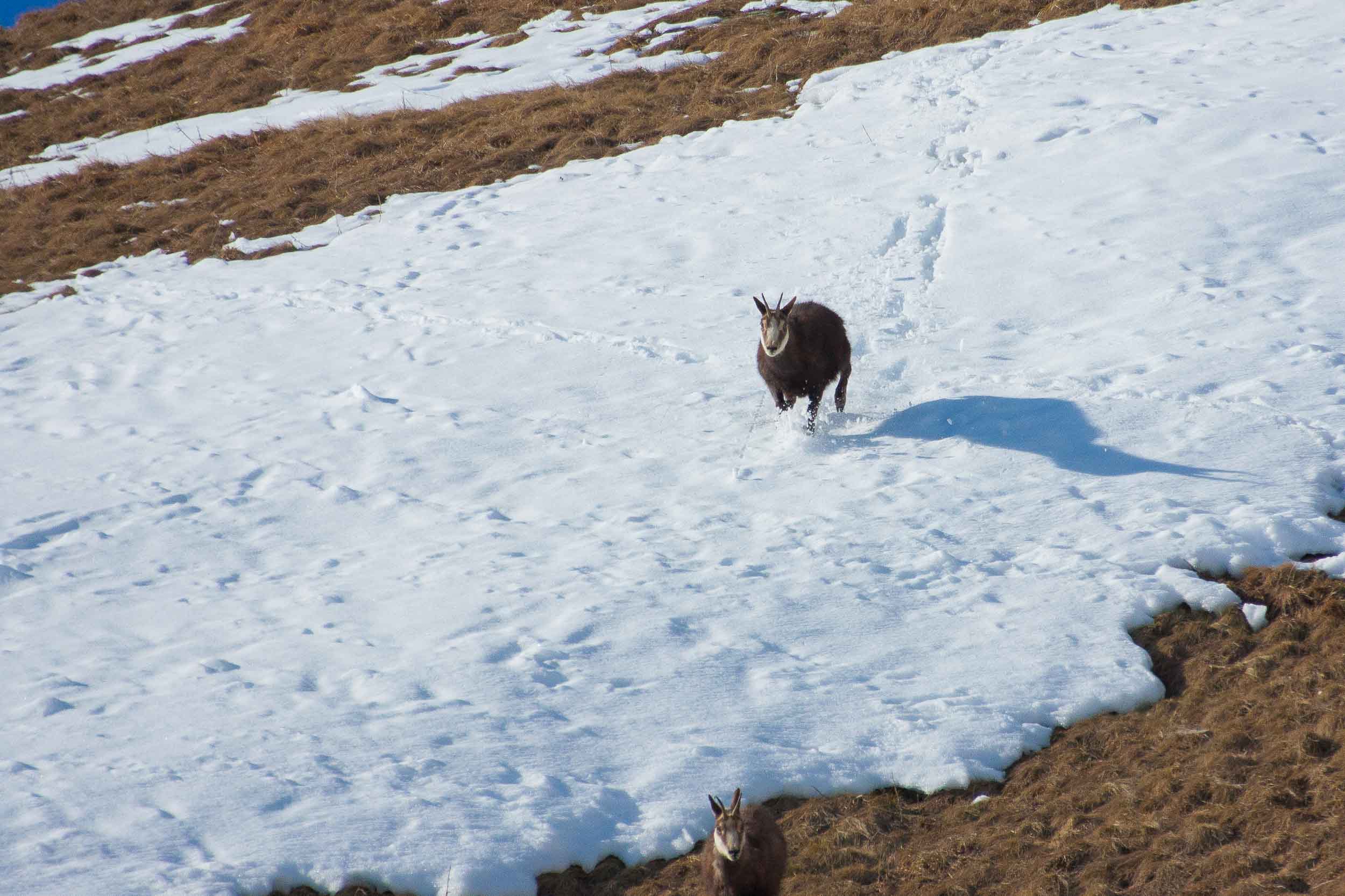 Chamois dans la neige