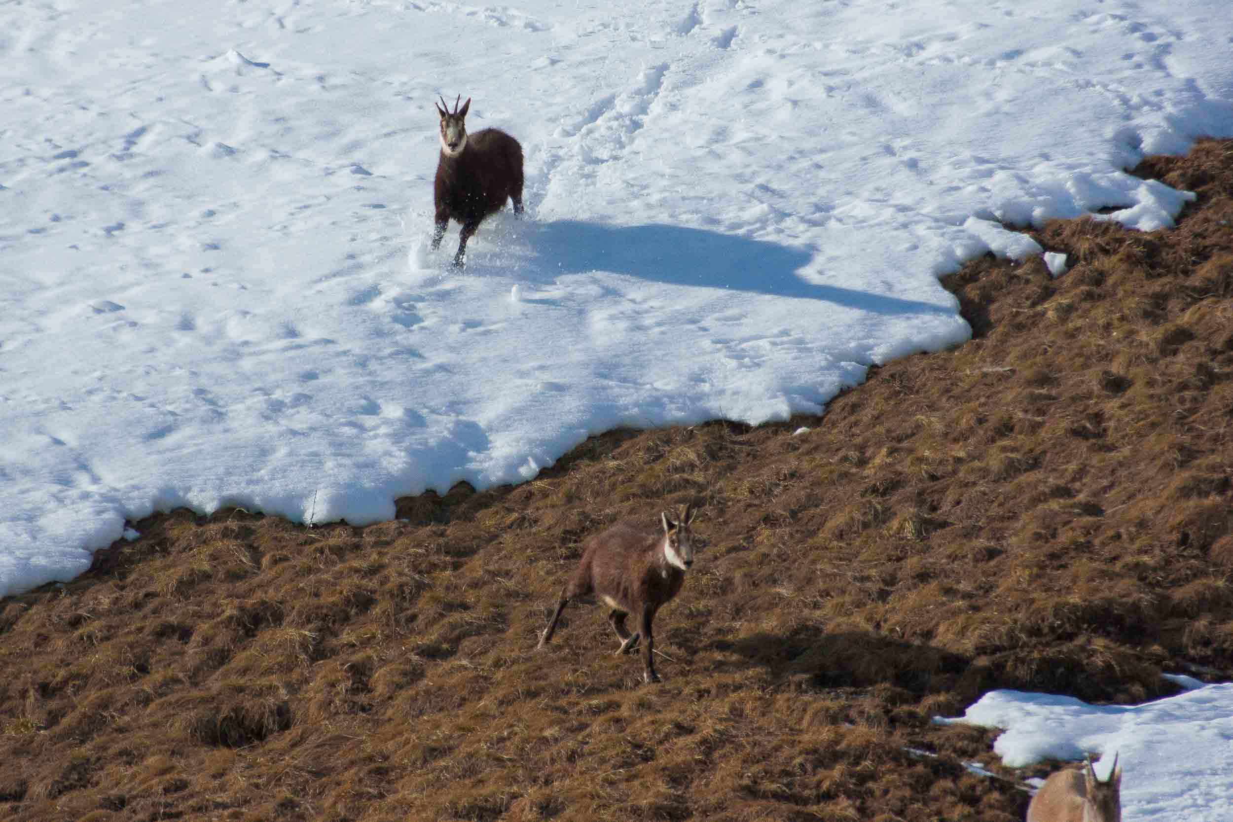 Chamois dans la neige