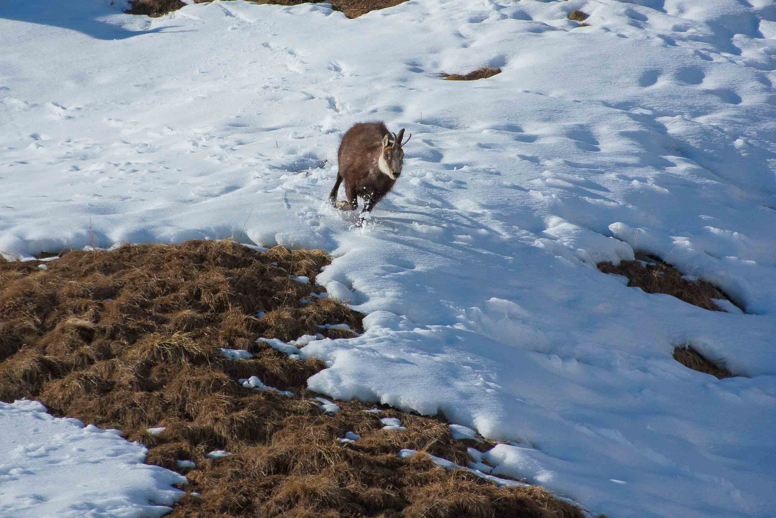 Chamois dans la neige