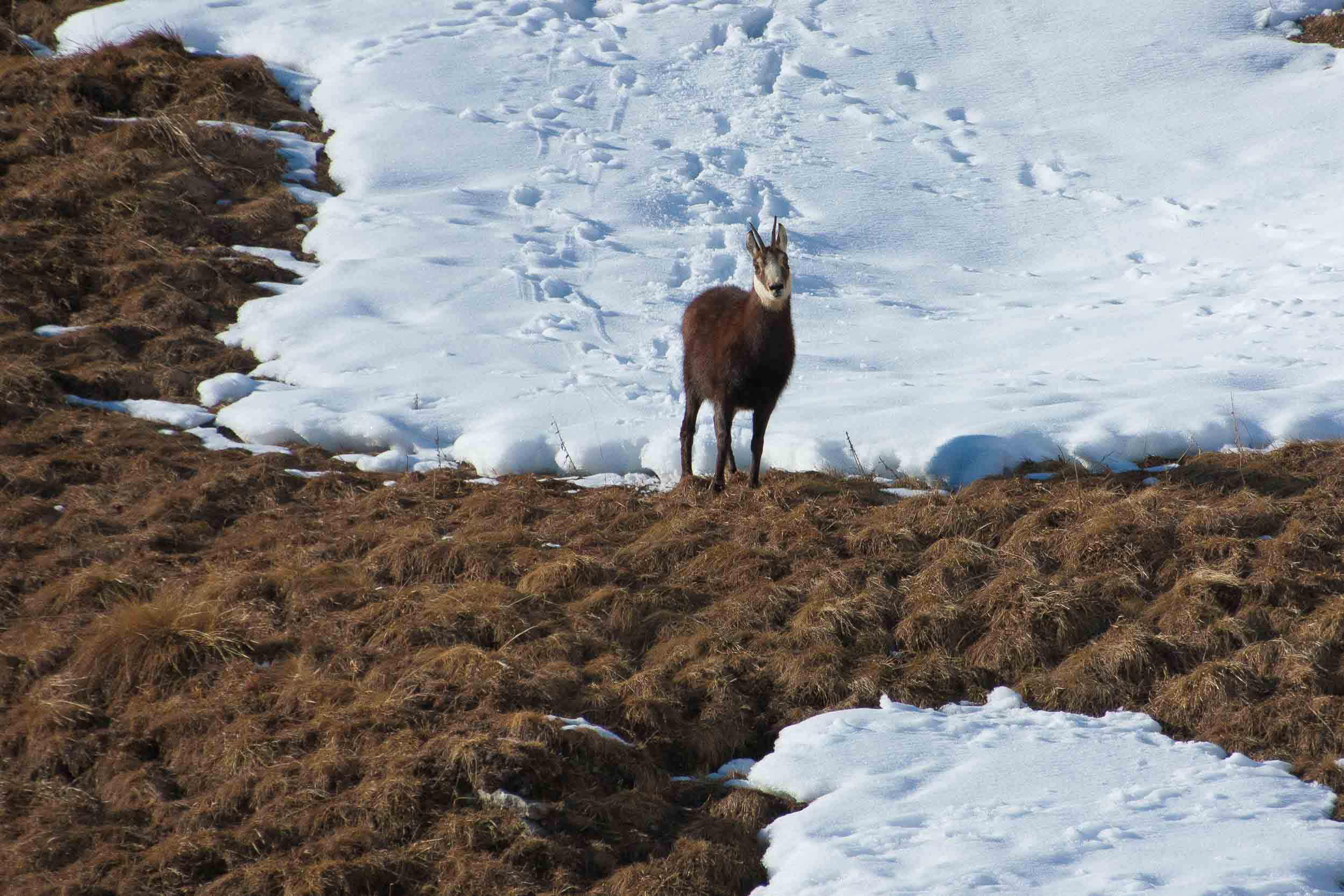 Chamois