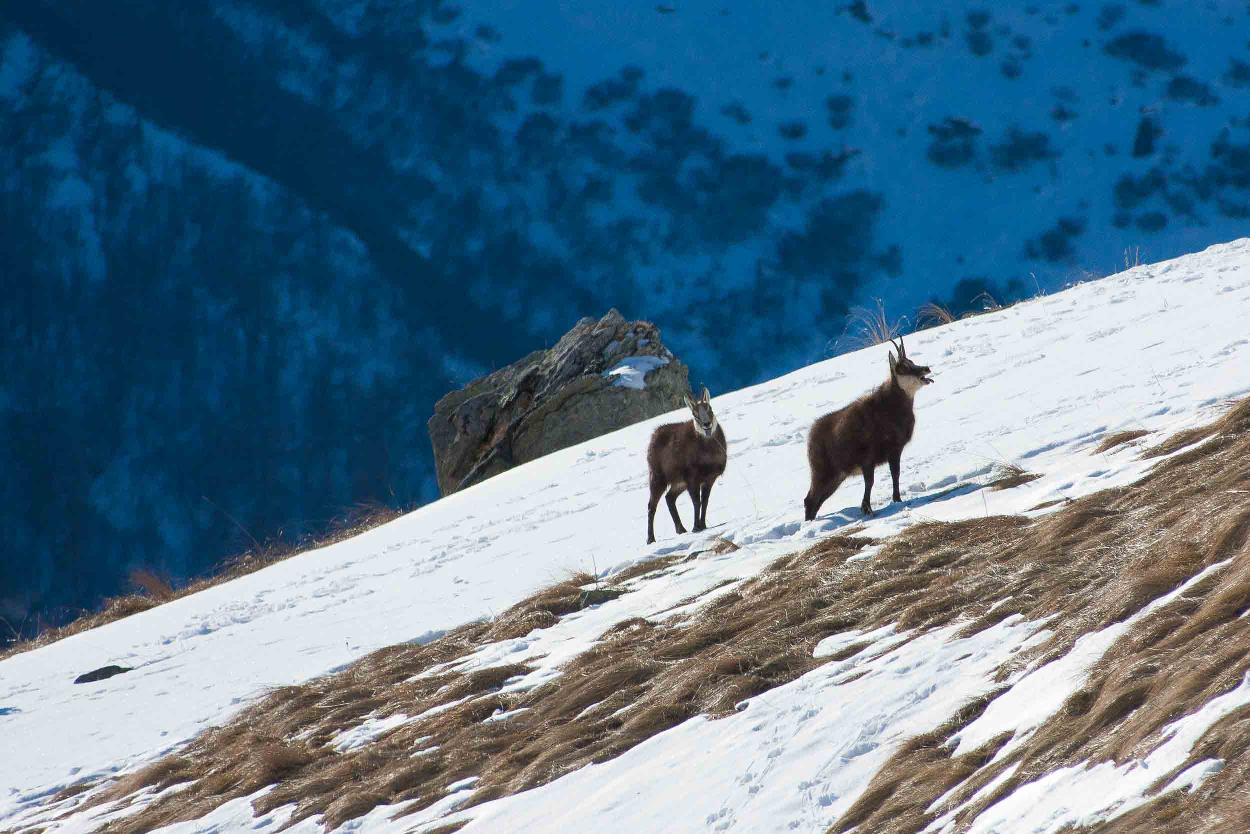 Chamois dans la neige