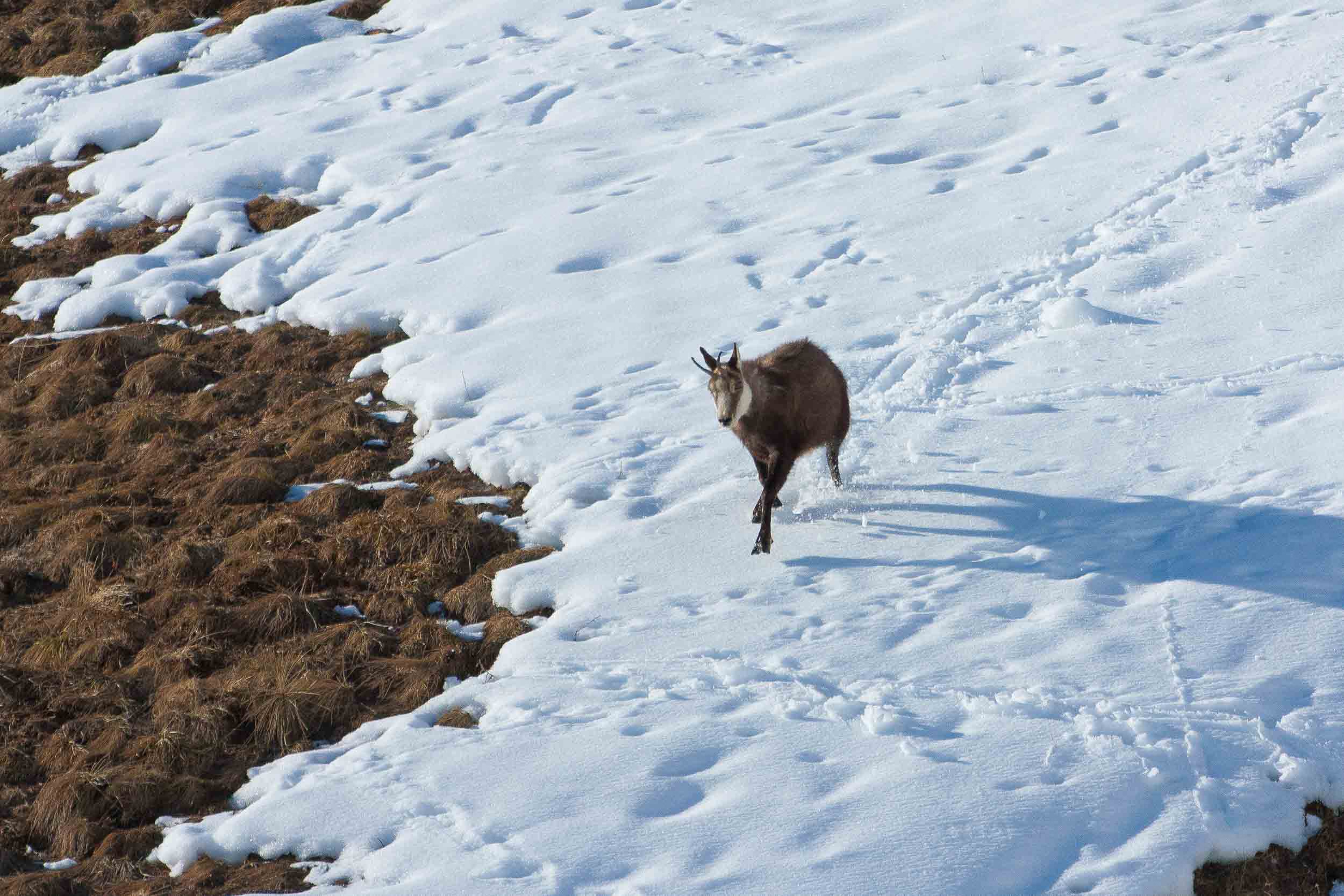 Chamois dans la neige