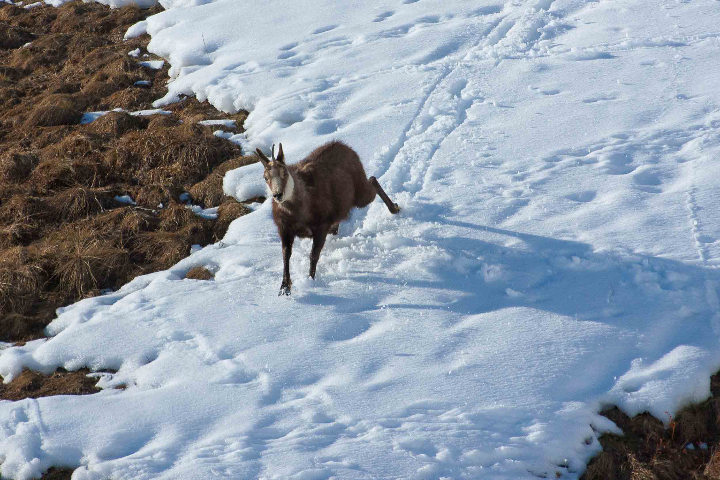 Chamois dans la neige