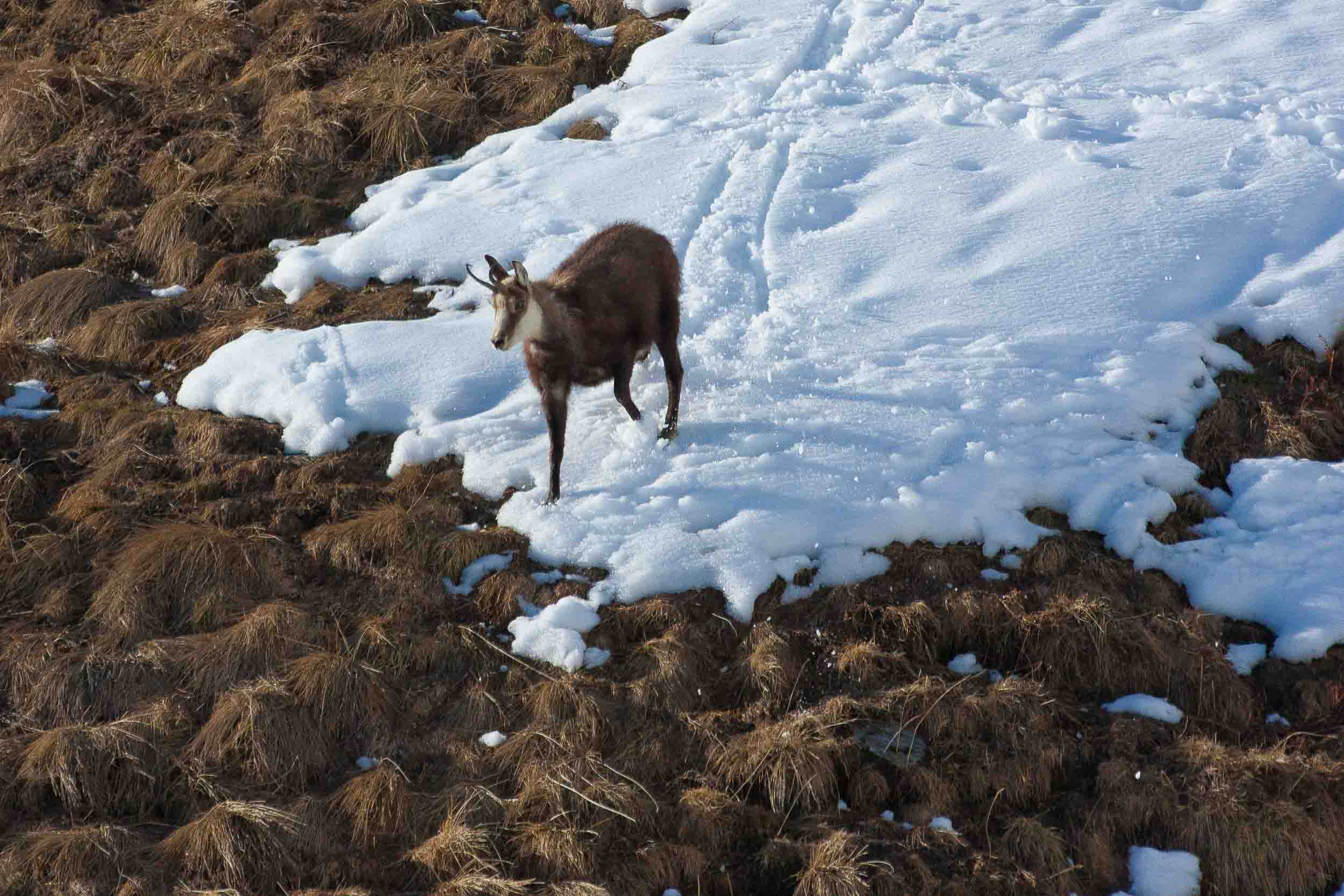 Chamois dans la neige