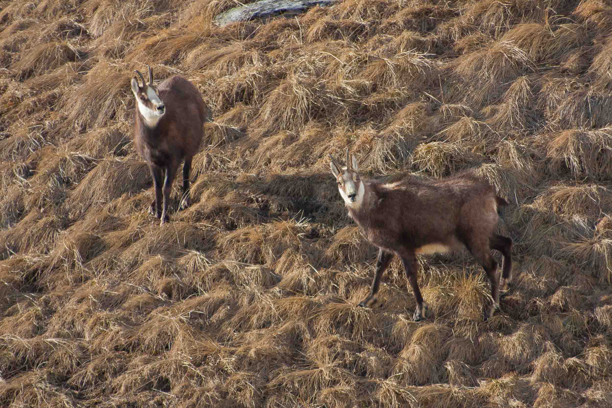 2 chamois