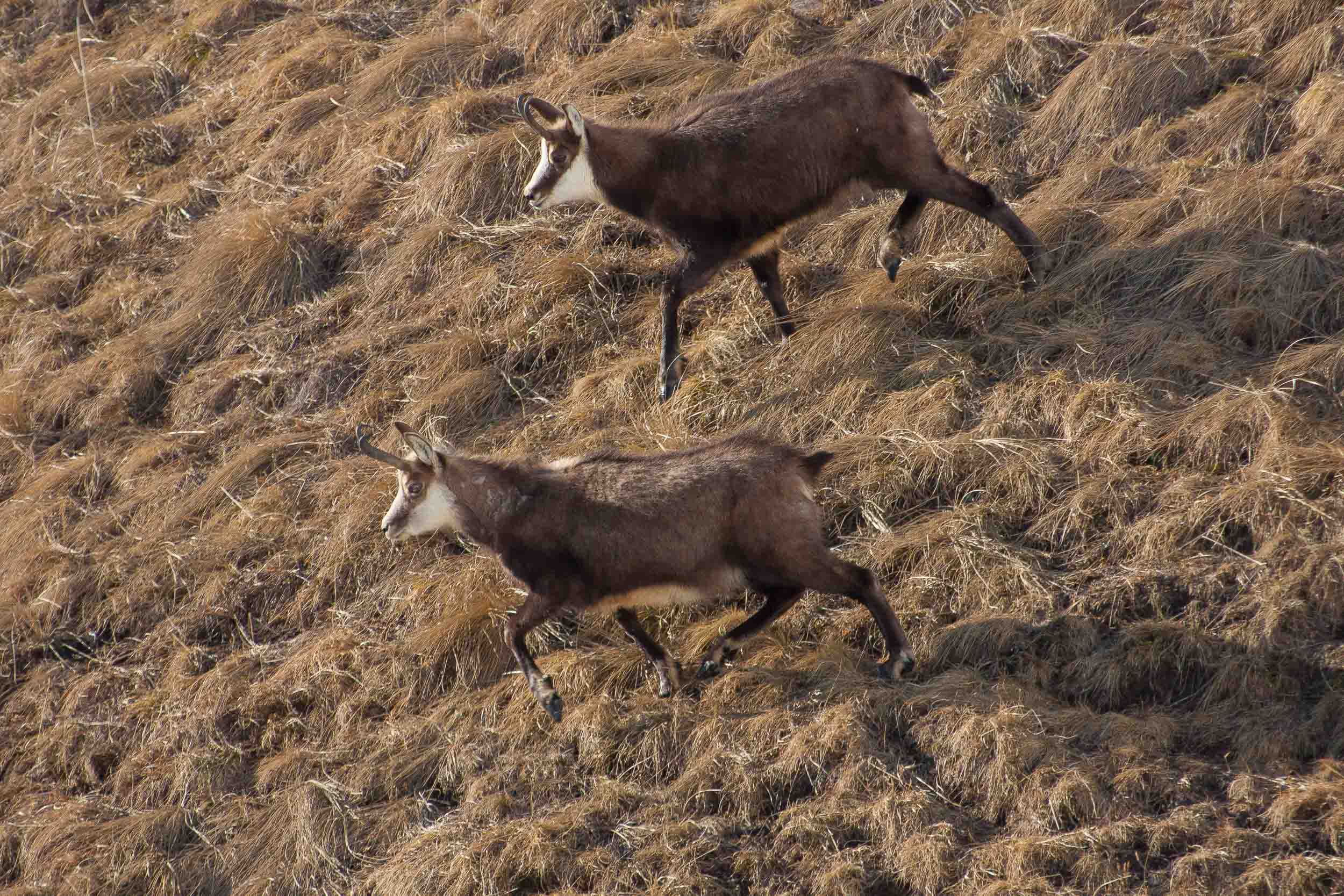 2 chamois