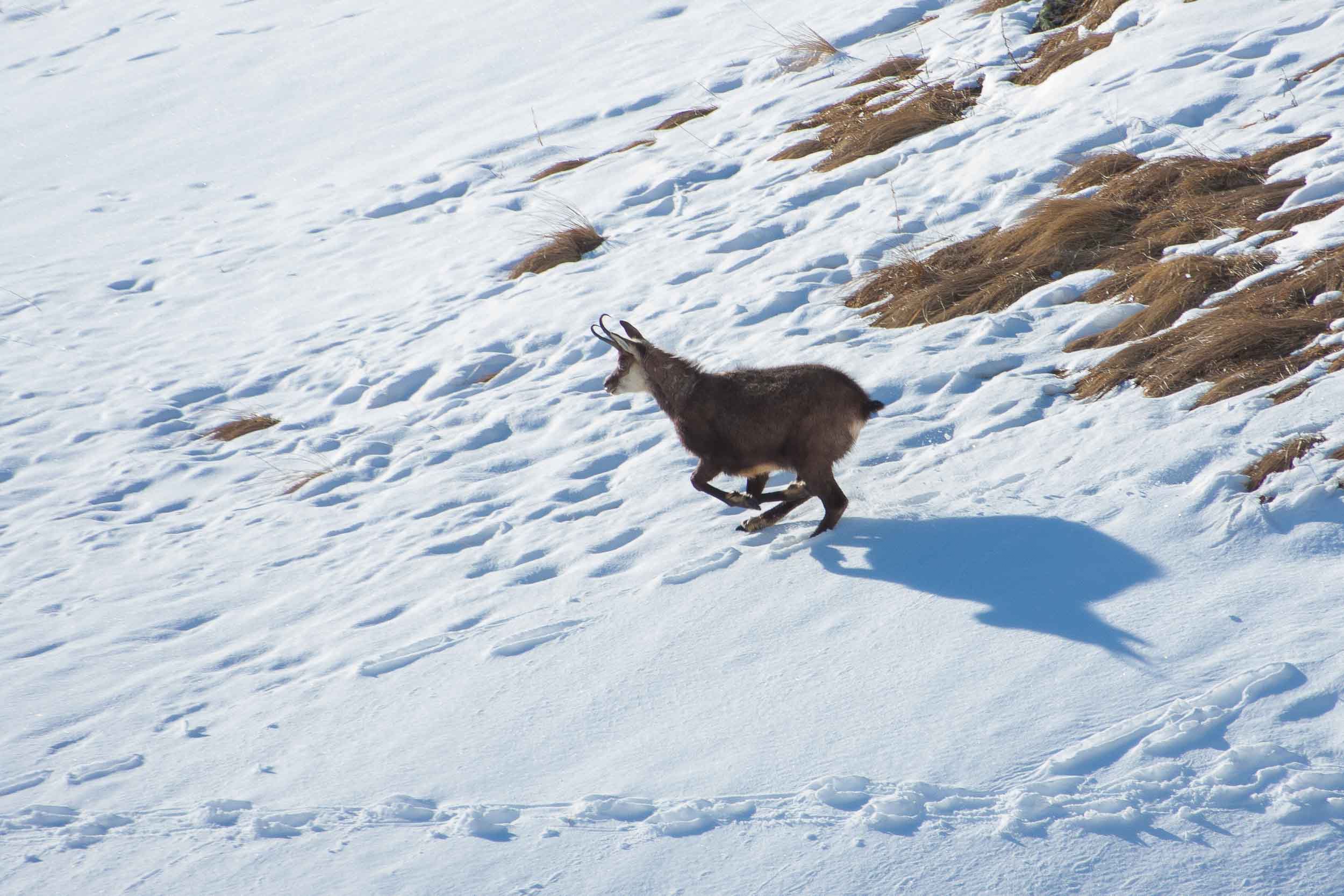 Chamois dans la neige
