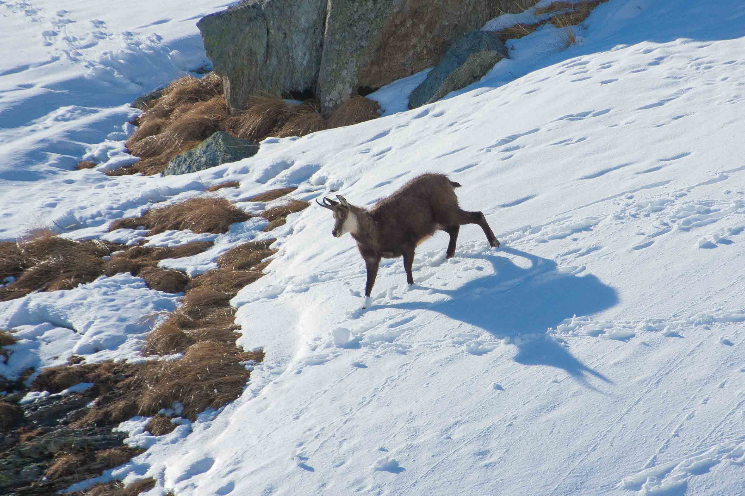 Chamois dans la neige