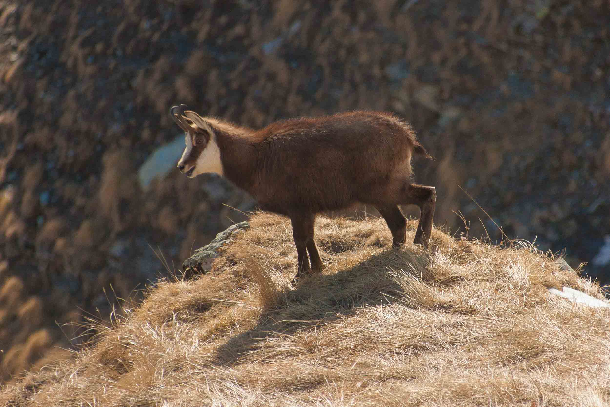Chamois