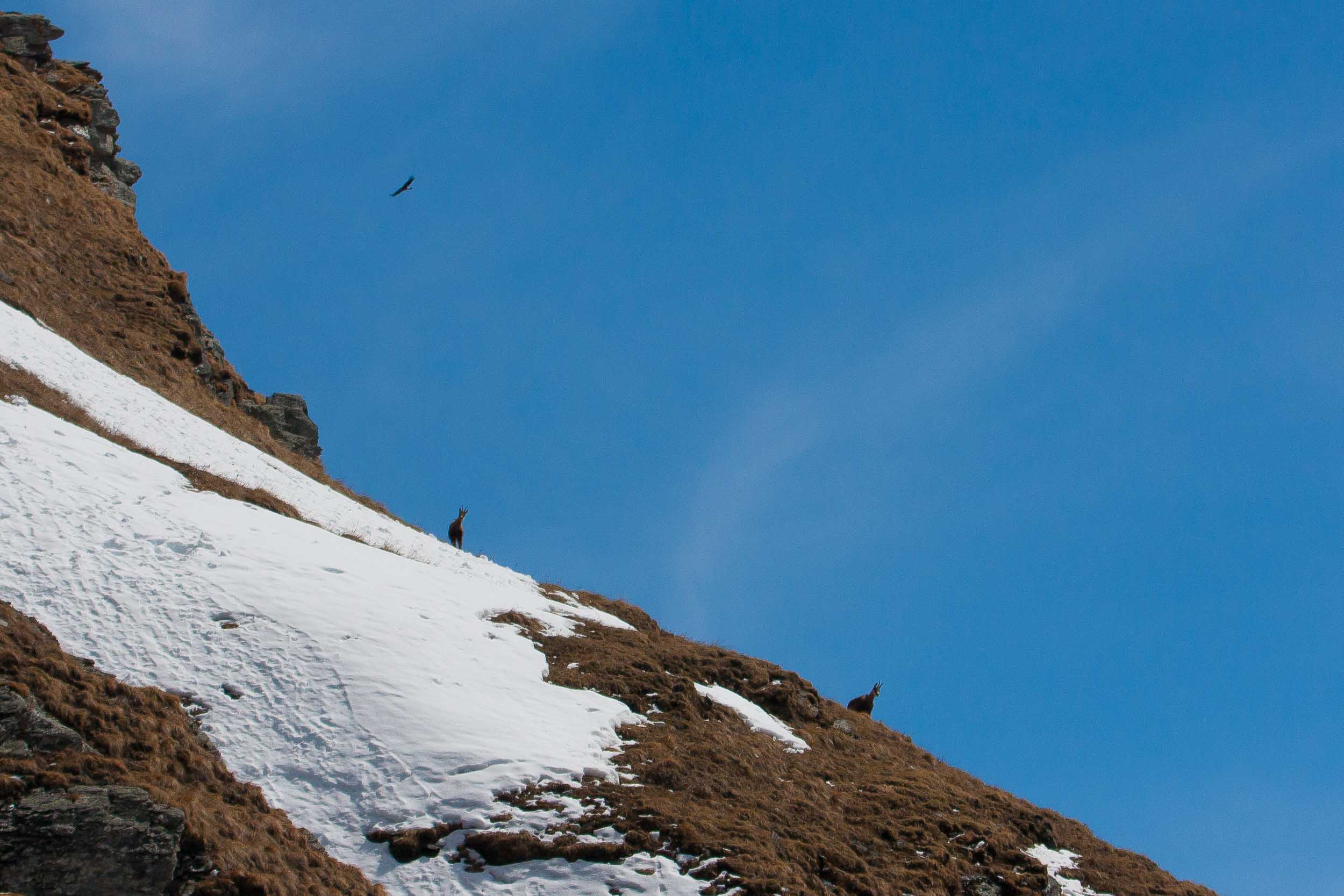 Chamois et aigle royal en fond