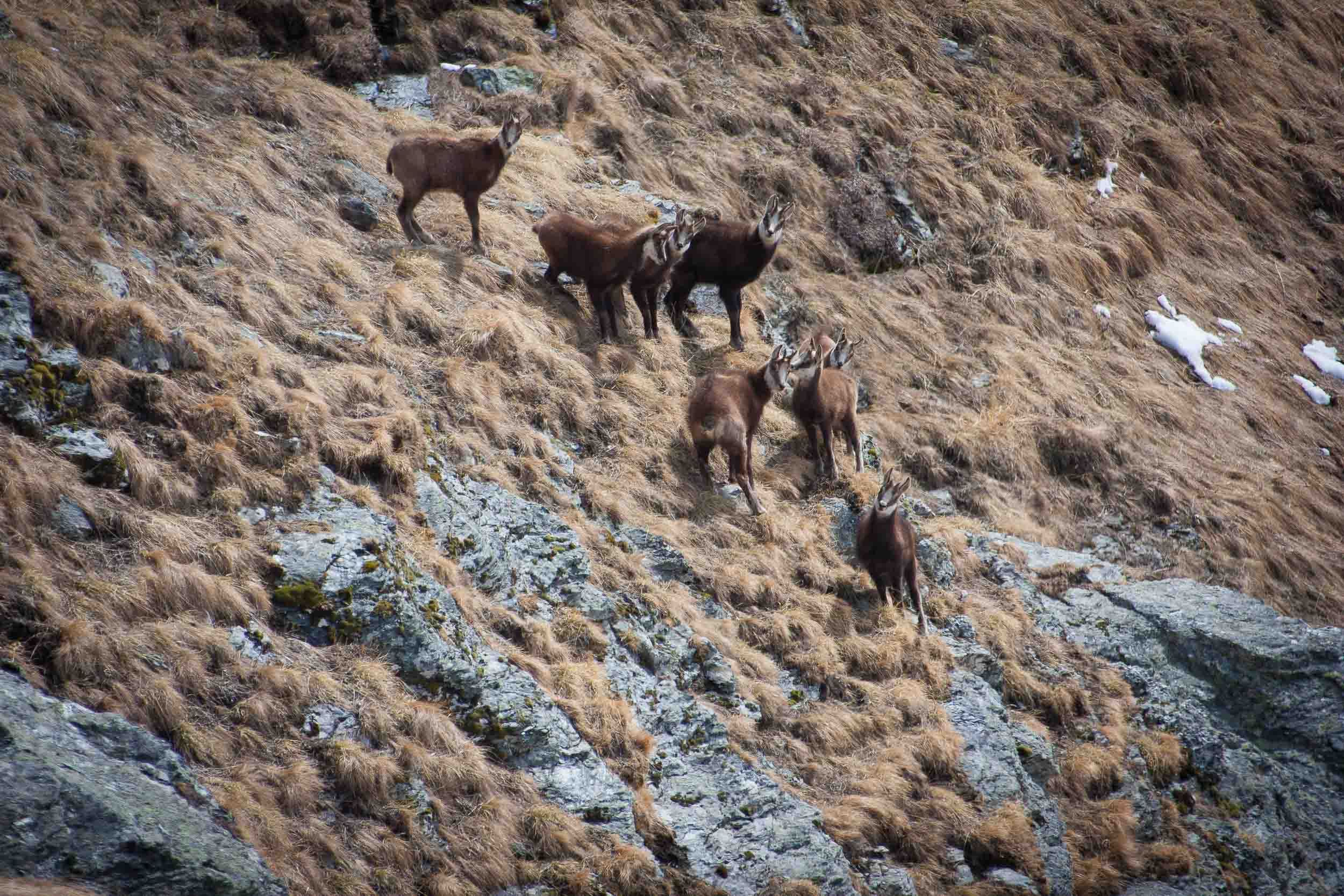 Groupe de chamois