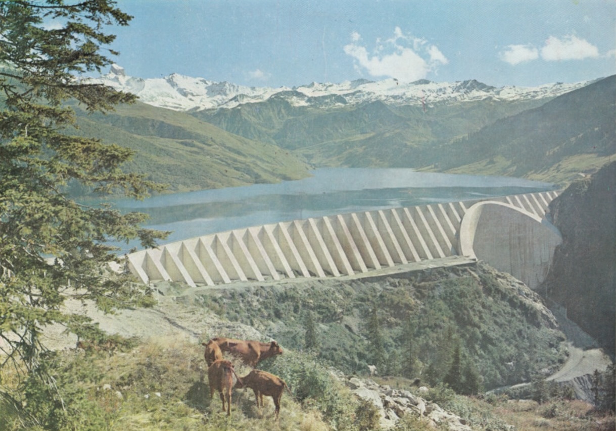 Vaches tarine proches du col du Méraillet faces au barrage