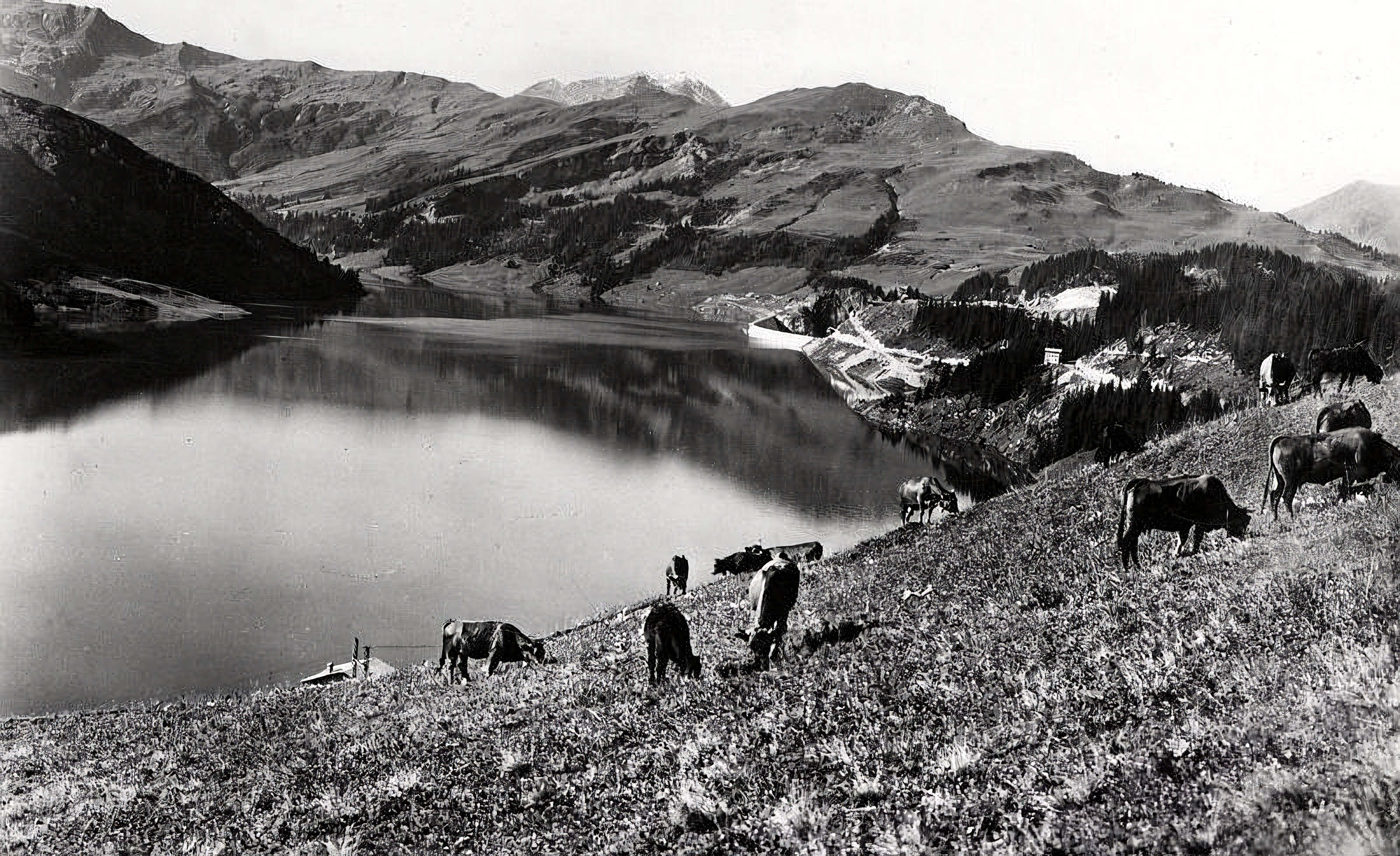 Fin de construction avec vaches Tarines en pâturage