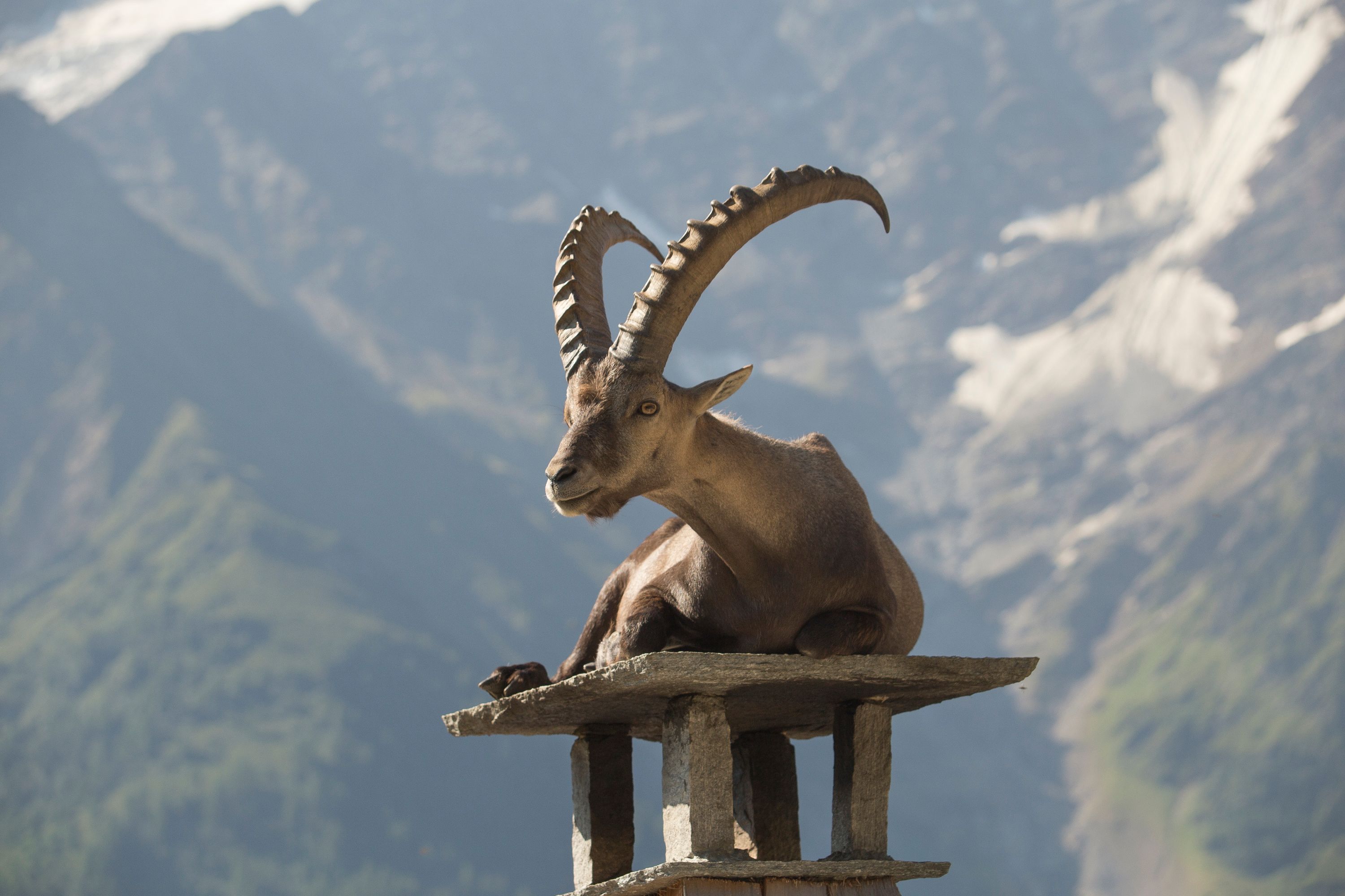 François le Bouquetin - Capra ibex
