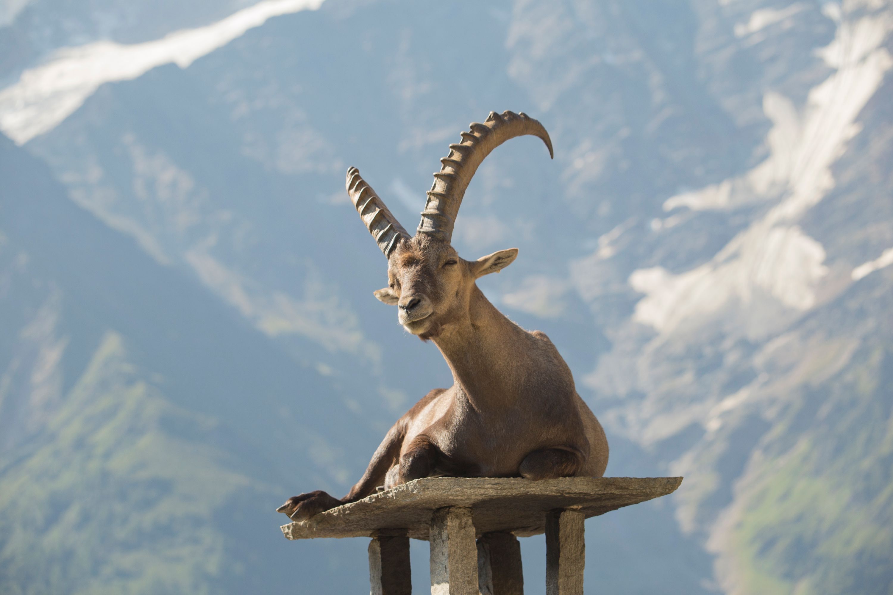 François le Bouquetin - Capra ibex