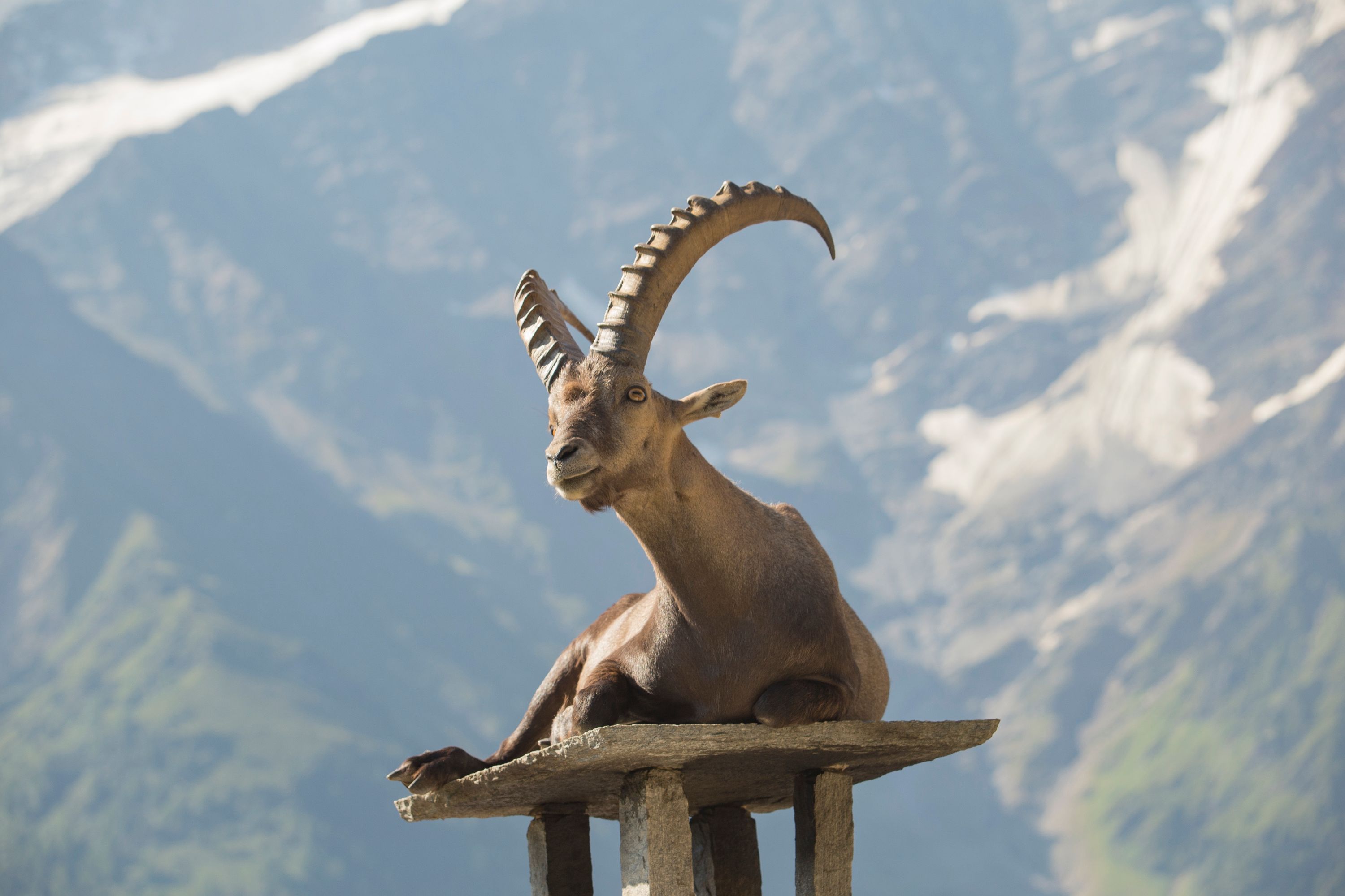 François le Bouquetin - Capra ibex