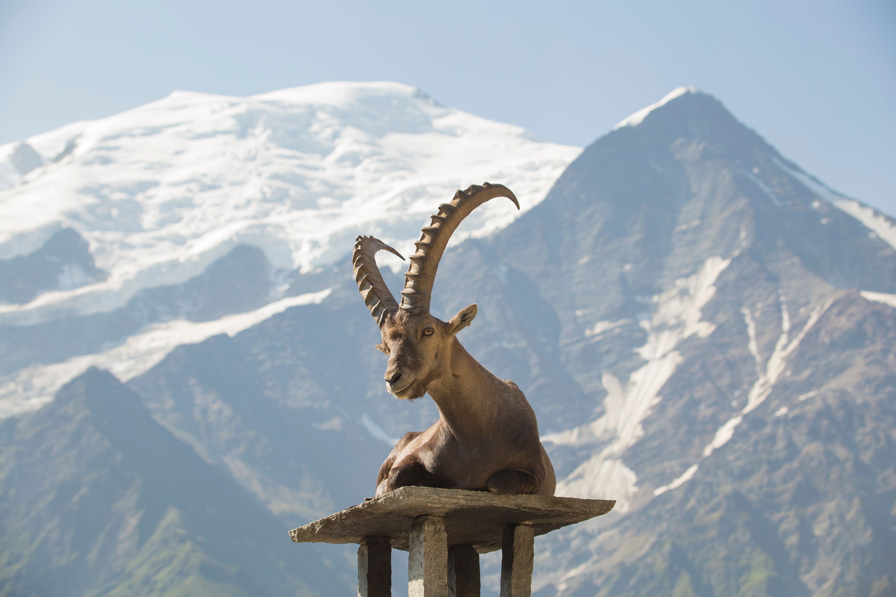 François le Bouquetin - Capra ibex