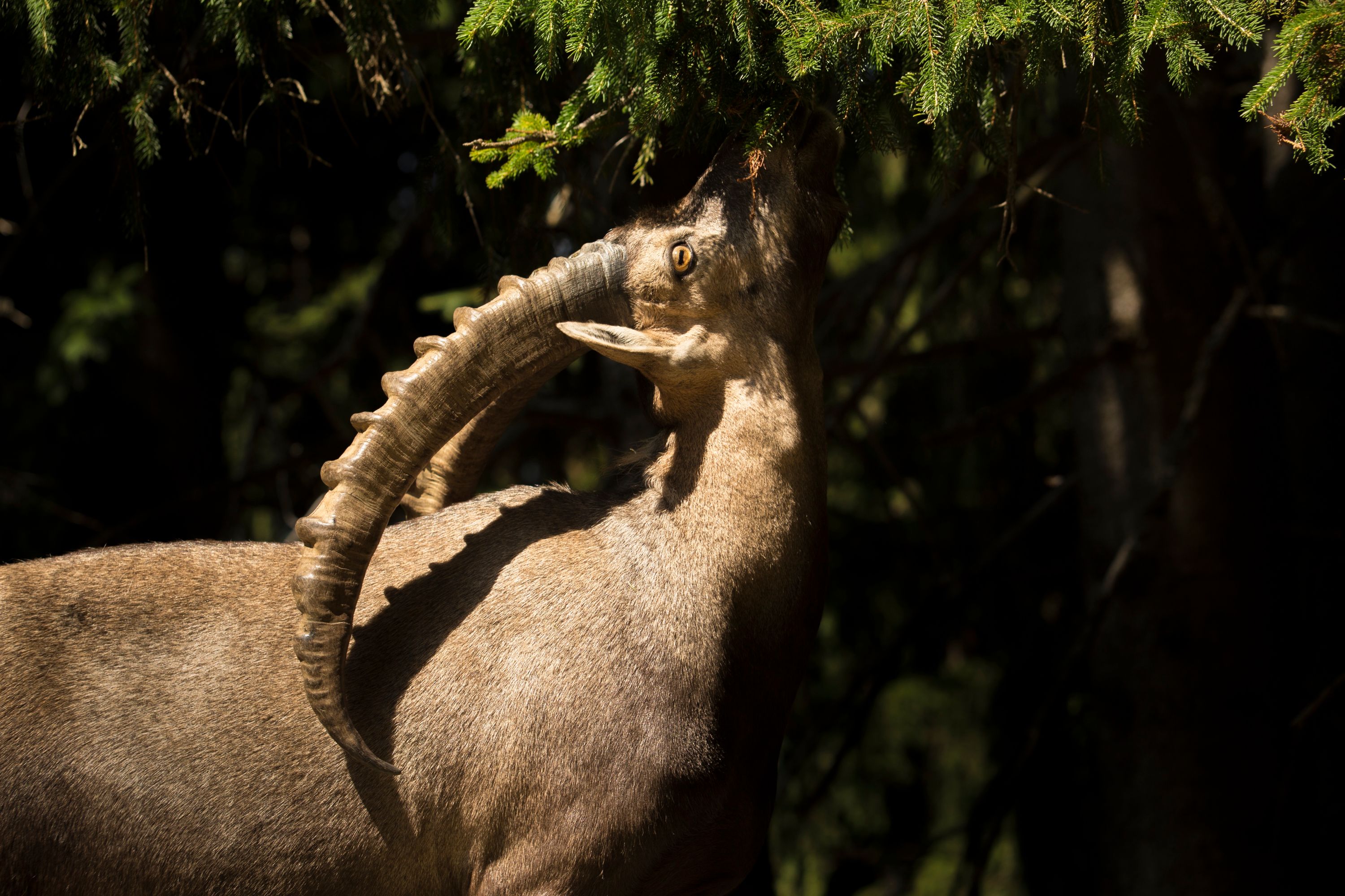 Bouquetin - Capra ibex