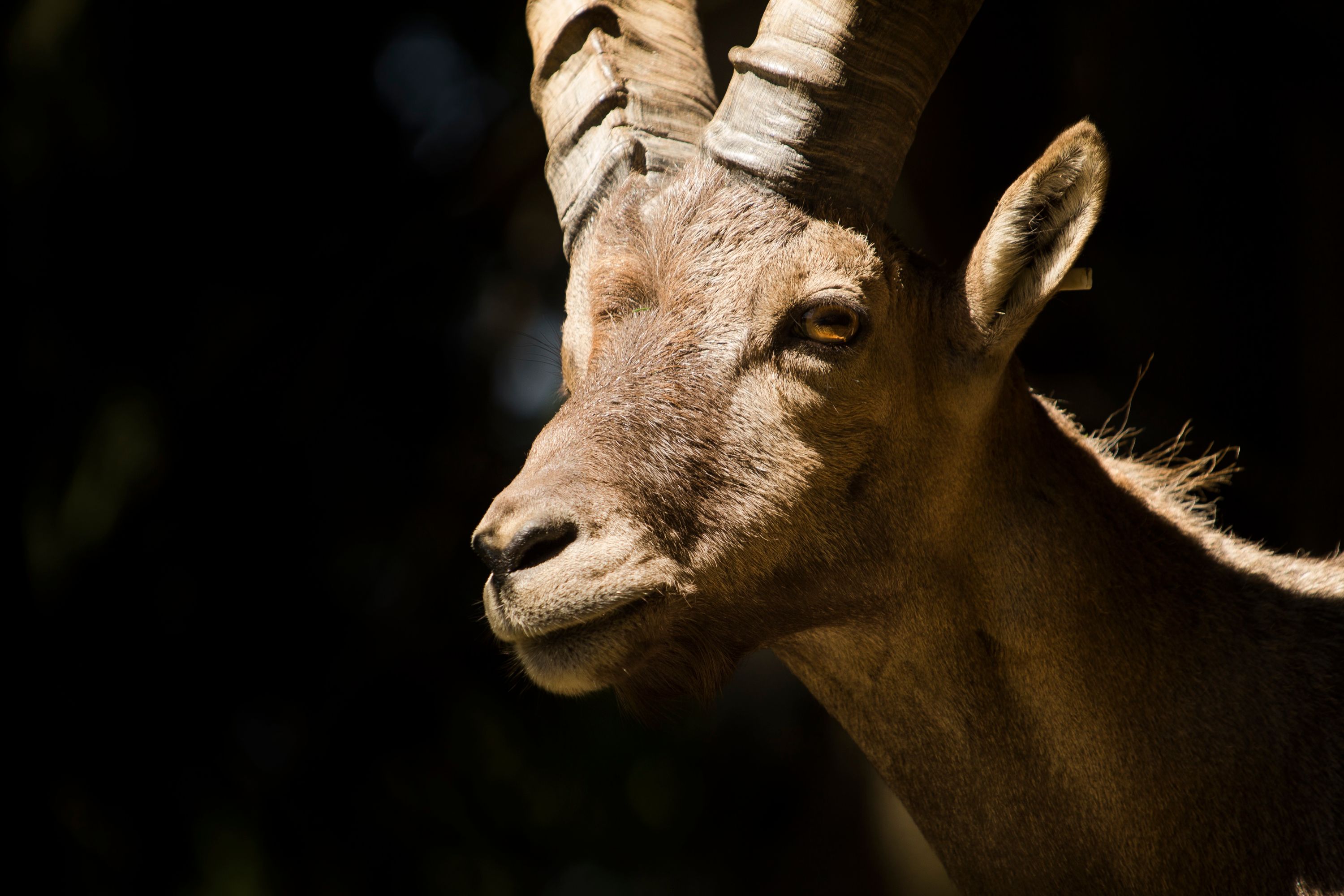 Bouquetin - Capra ibex