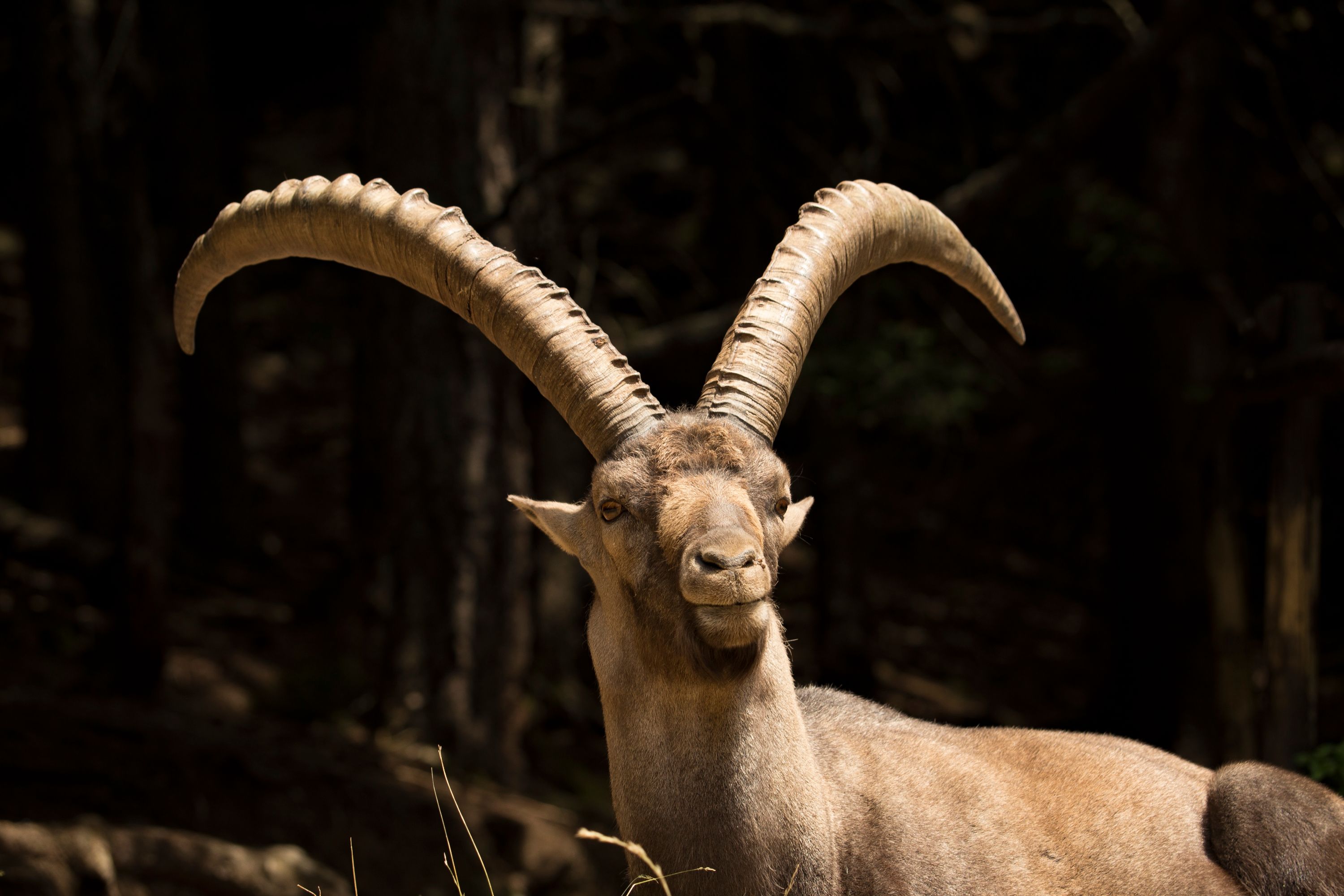 Bouquetin - Capra ibex