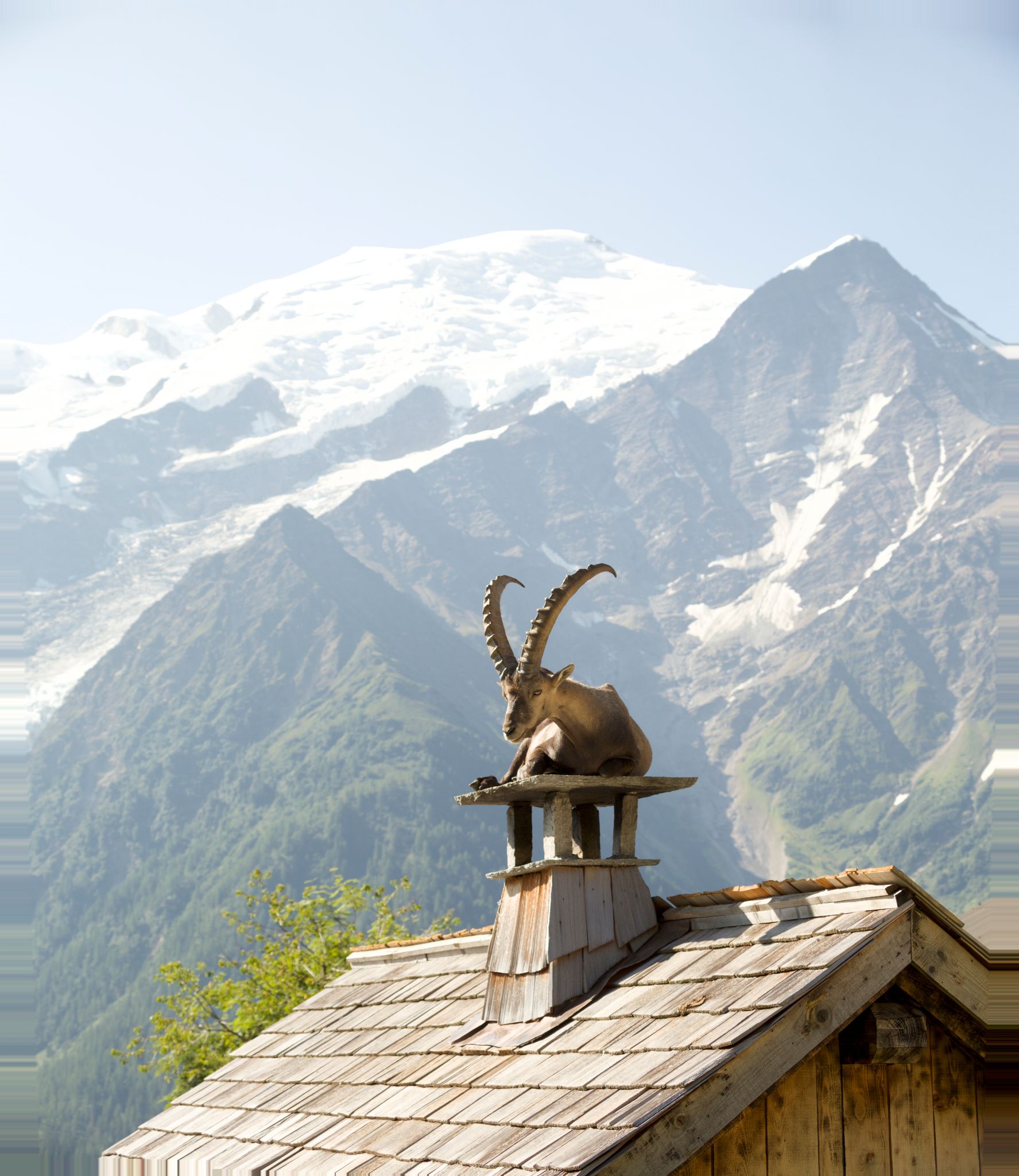 François le Bouquetin - Capra ibex