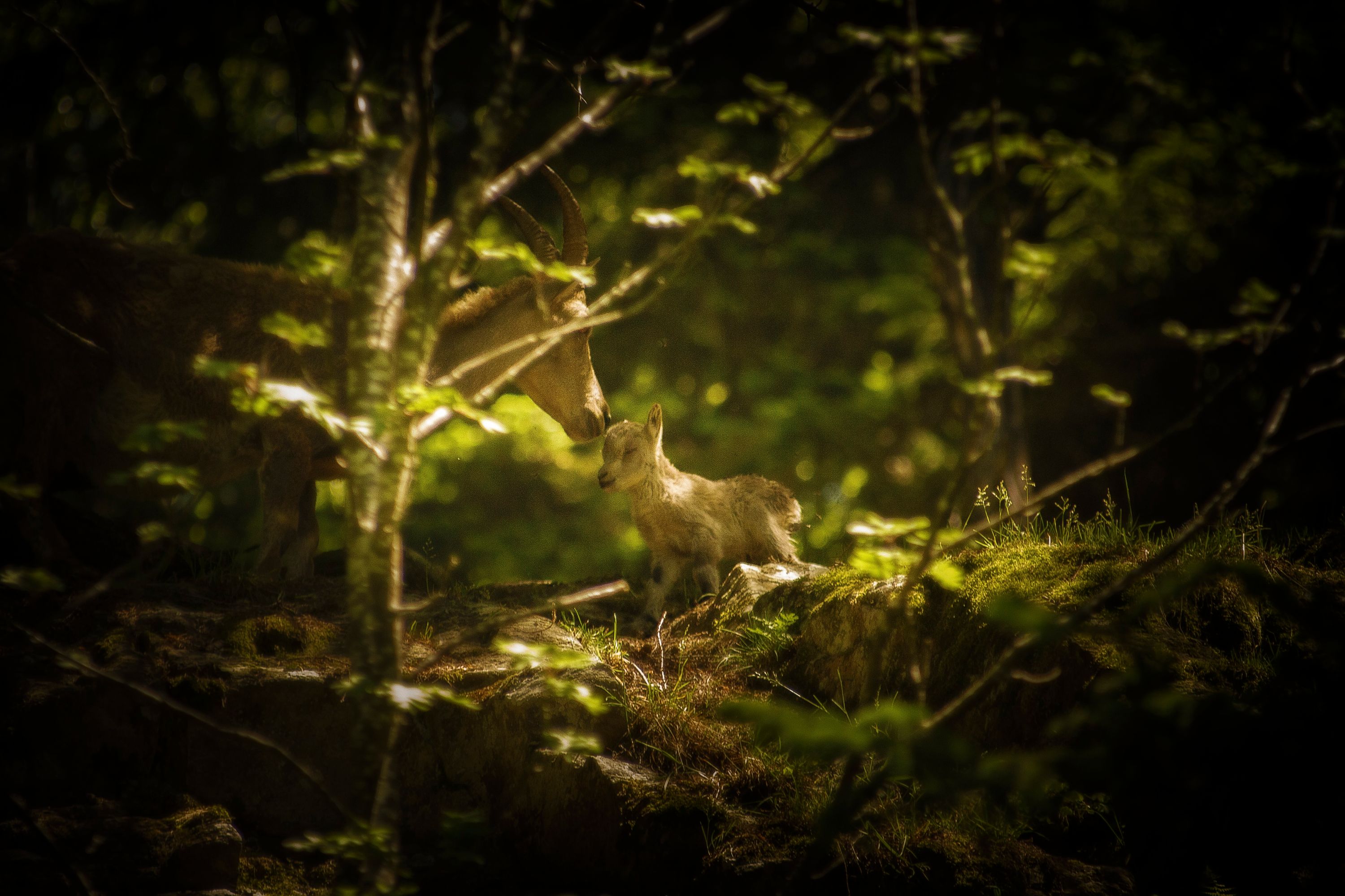 Cabri de bouquetin et Étagne - Capra ibex