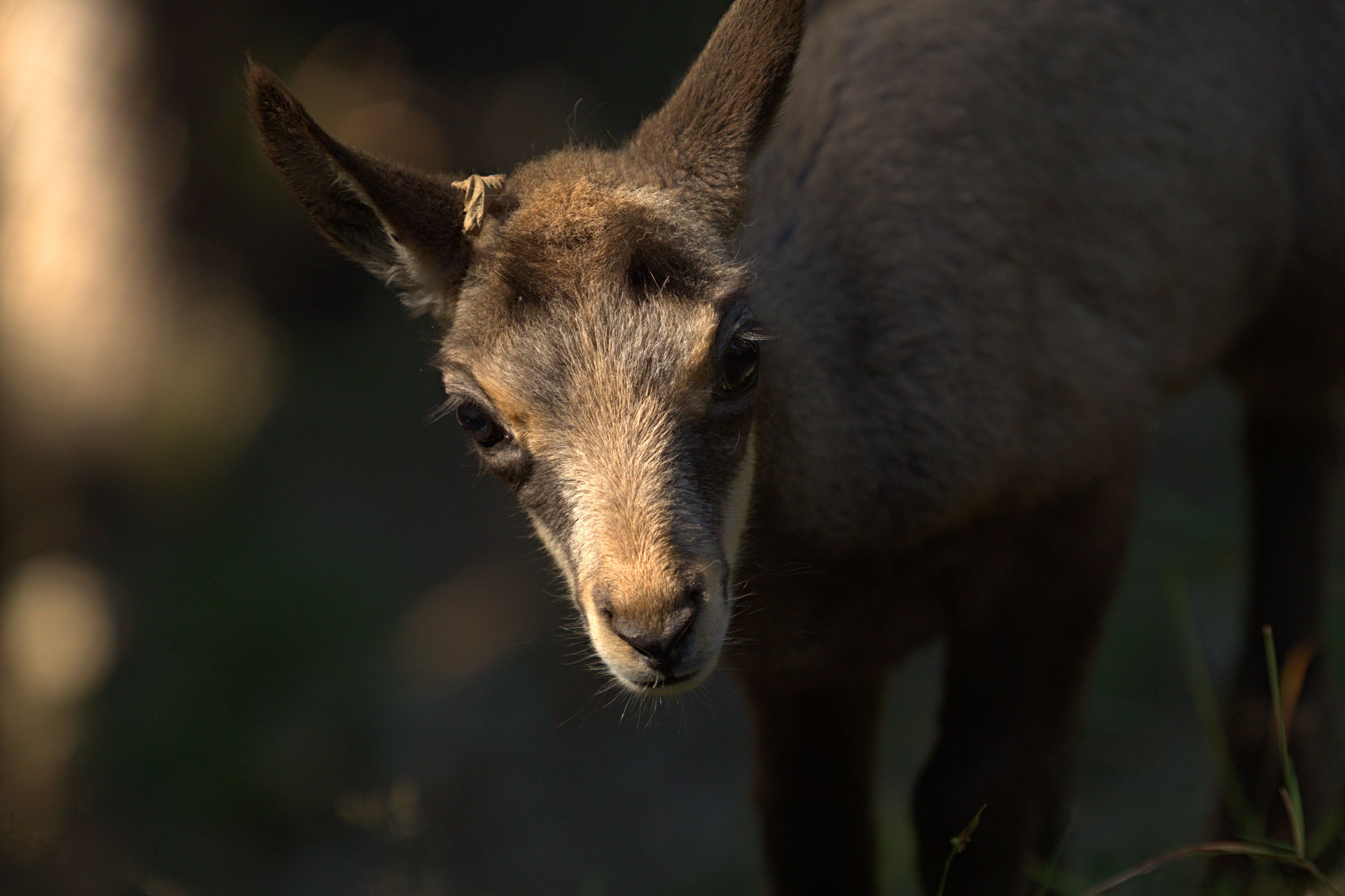 Cabri de chamoi - Rupicapra rupicapra