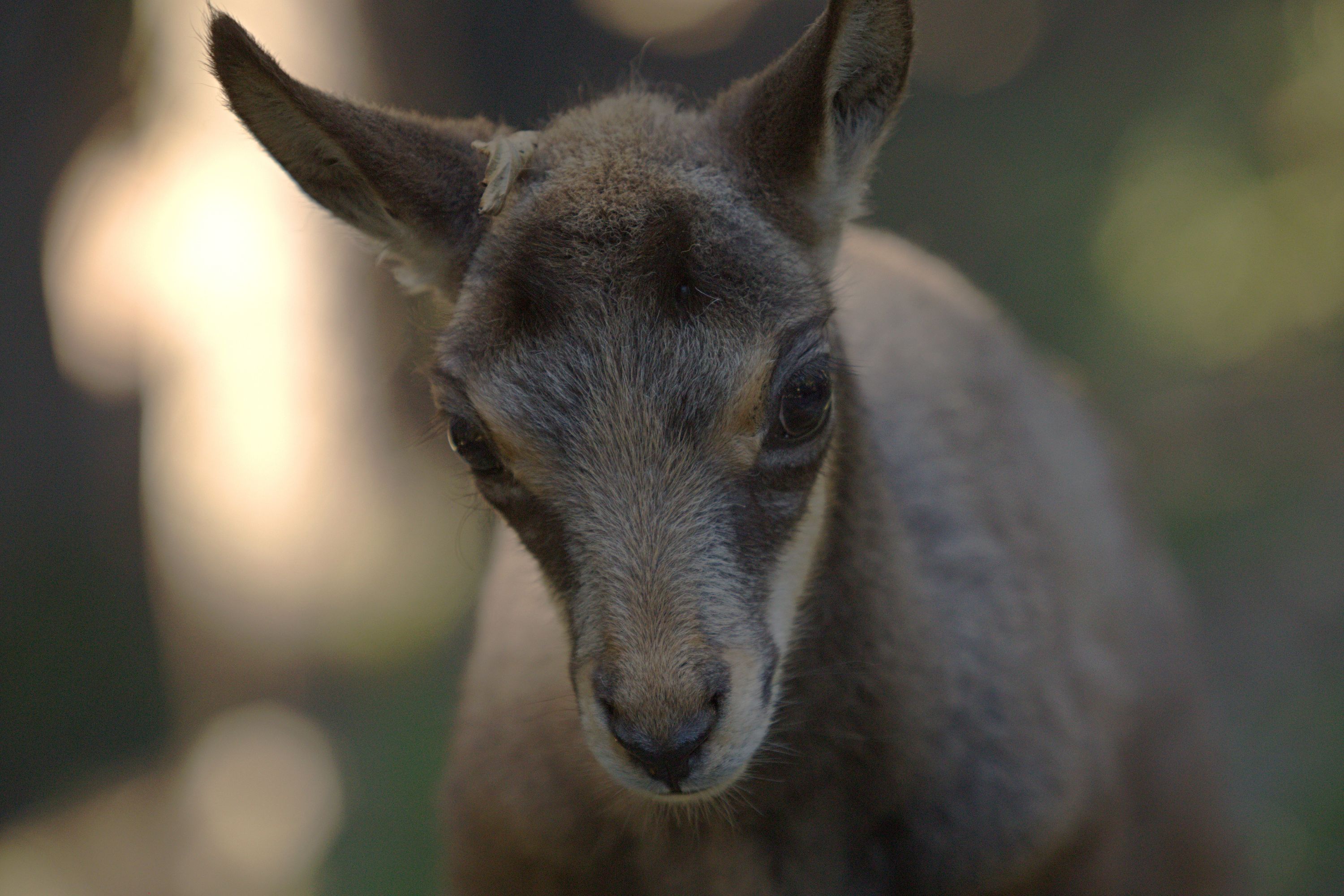Cabri de chamoi - Rupicapra rupicapra