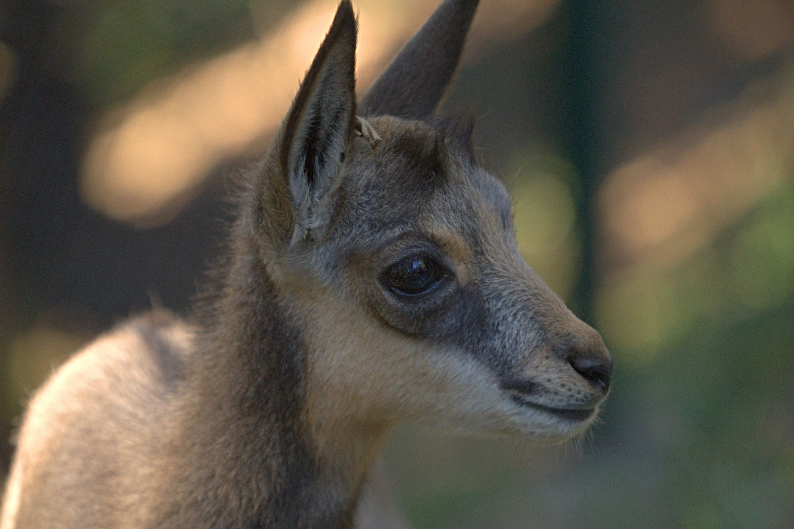 Cabri de chamoi - Rupicapra rupicapra