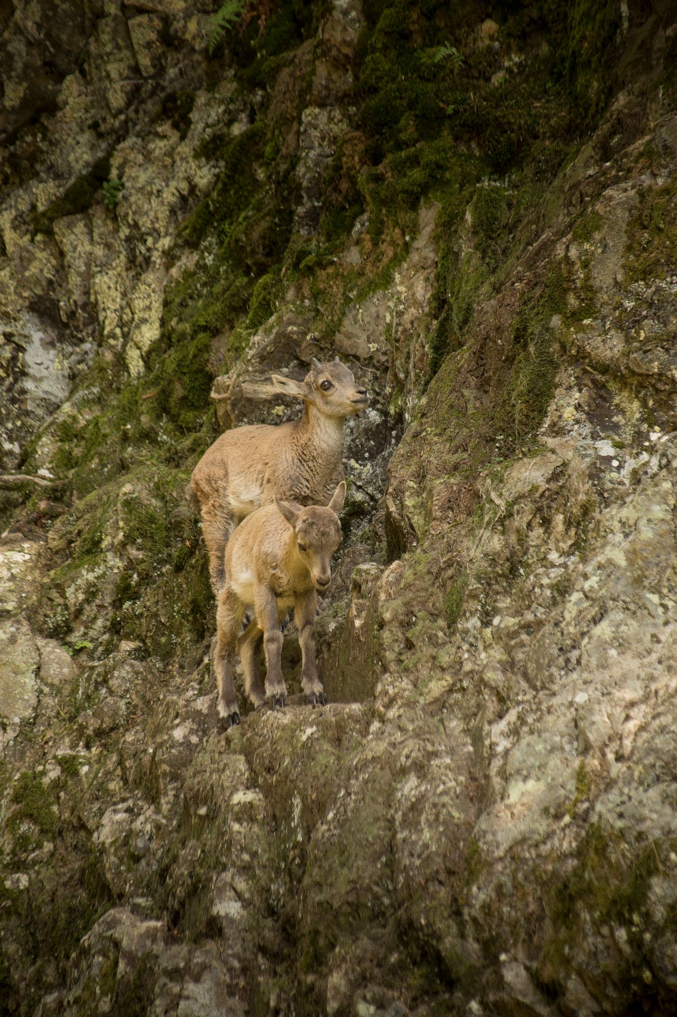 Cabris de bouquetin - Capra ibex