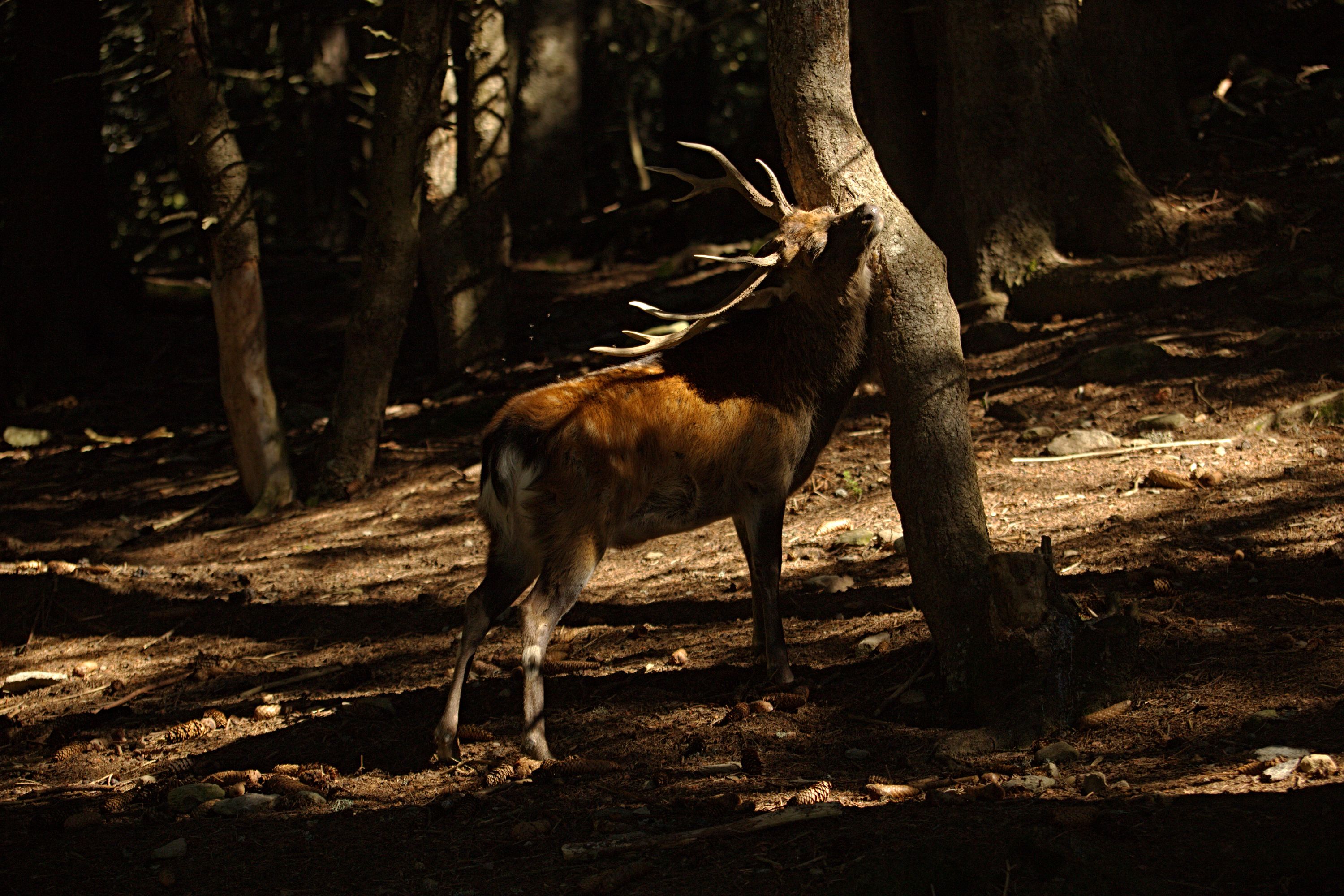 Cerf Sika - Cervus nippon