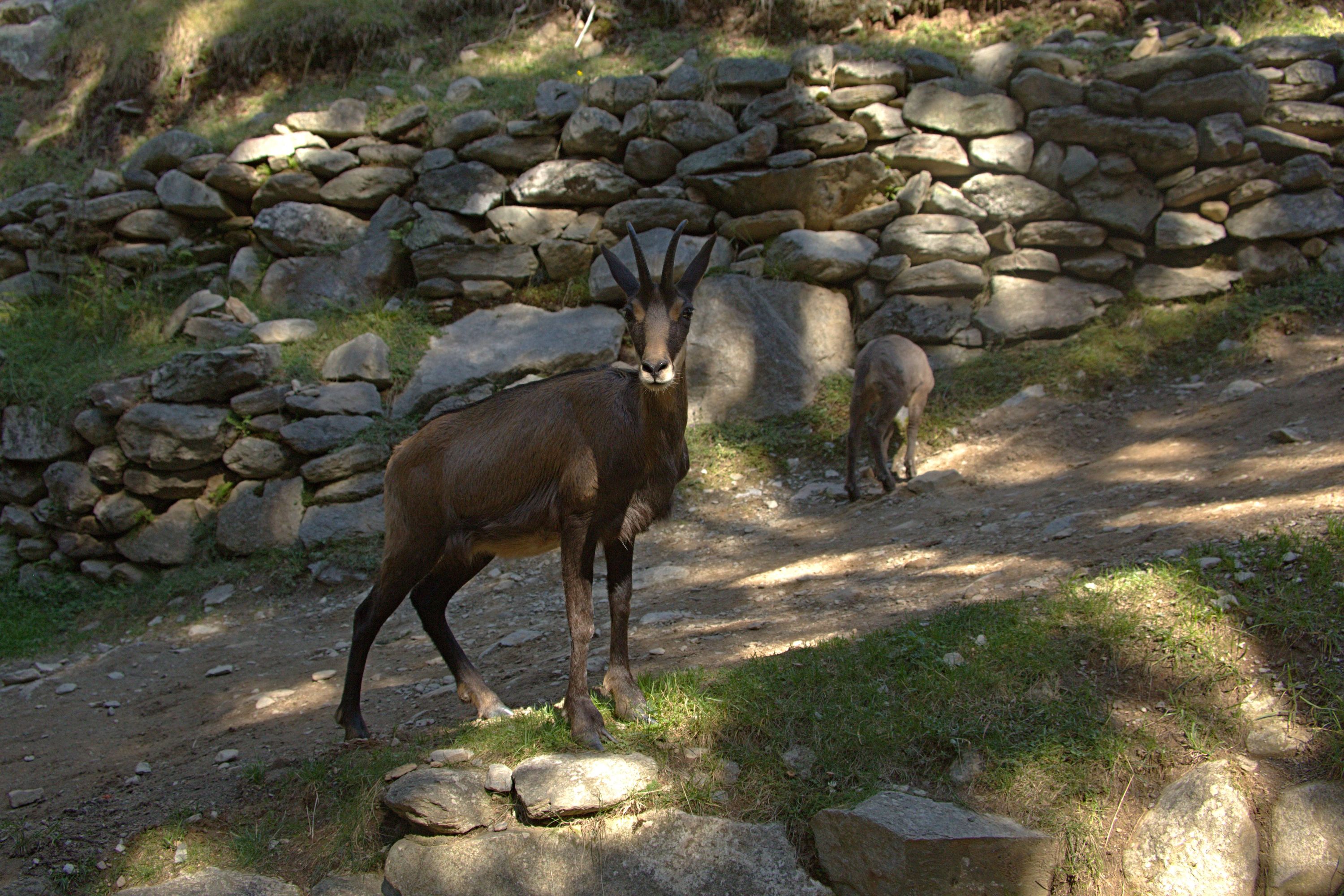 Chamois et son cabri - Rupicapra rupicapra