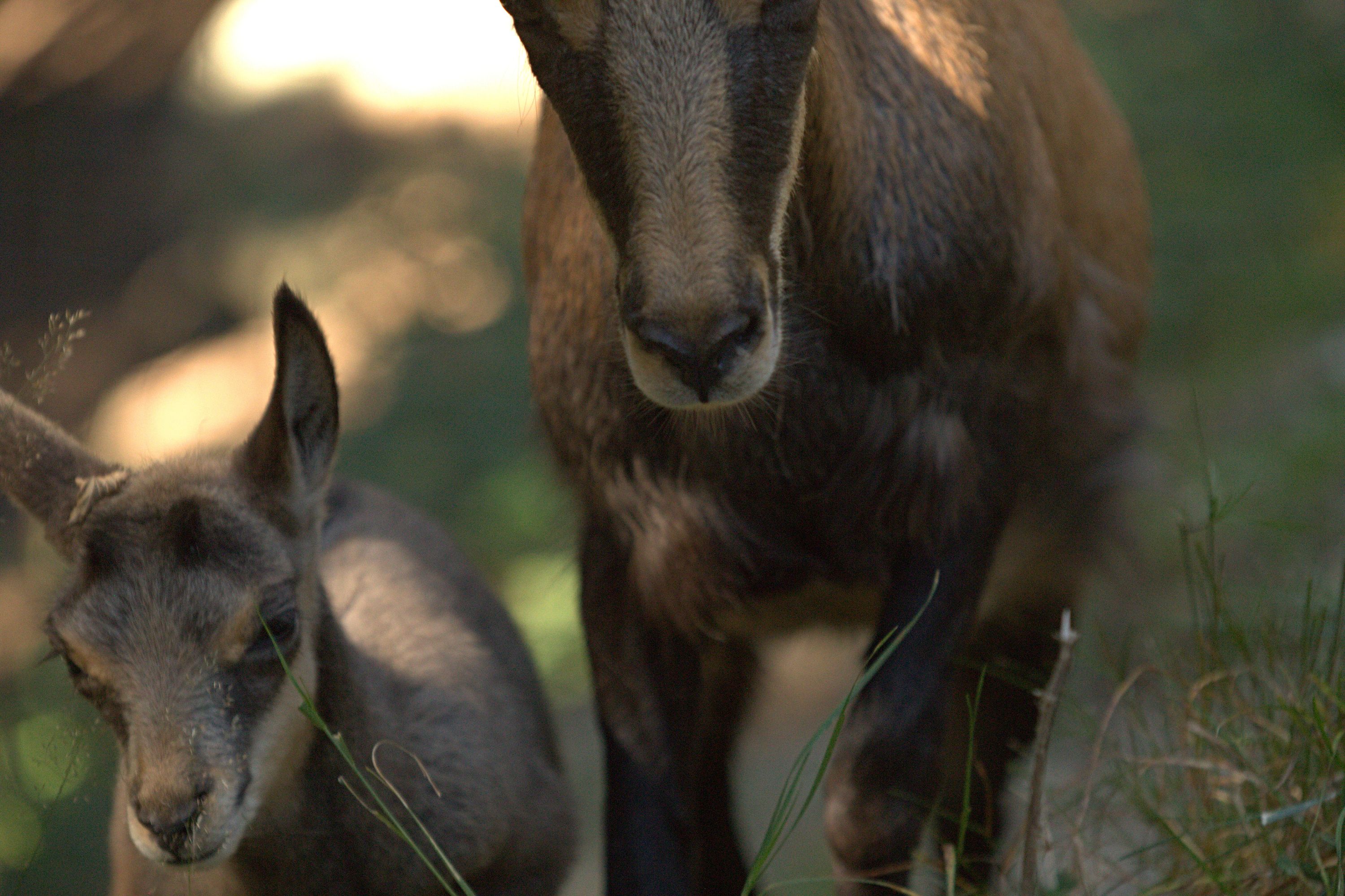 Chamois et son cabri - Rupicapra rupicapra