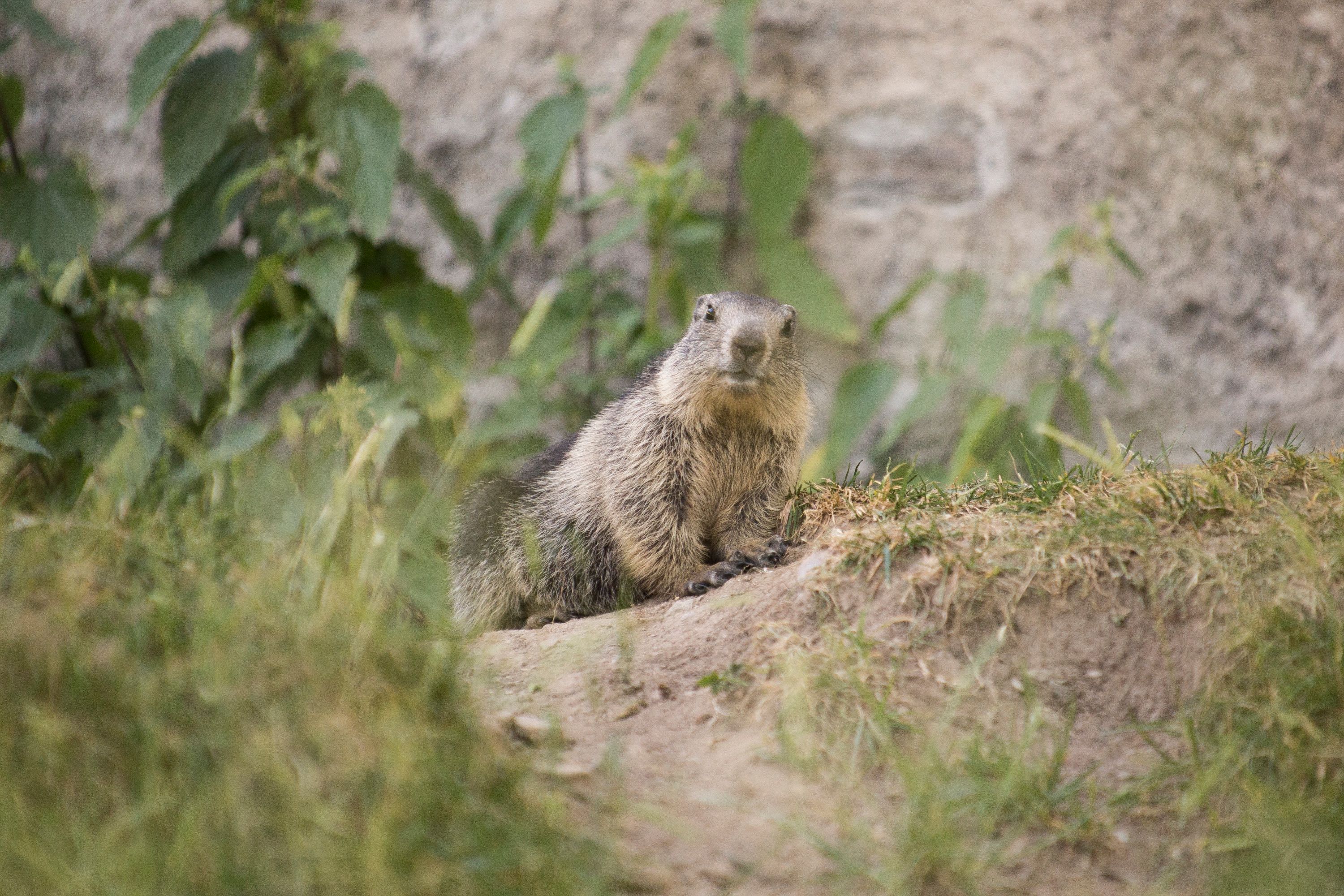 Marmotte - Marmota marmota