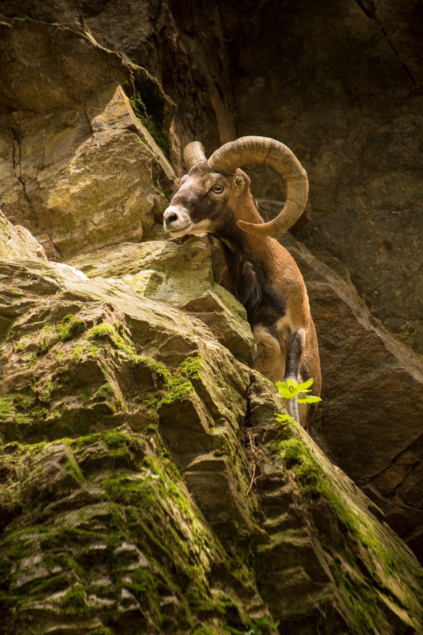 Mouflon - Ovis
