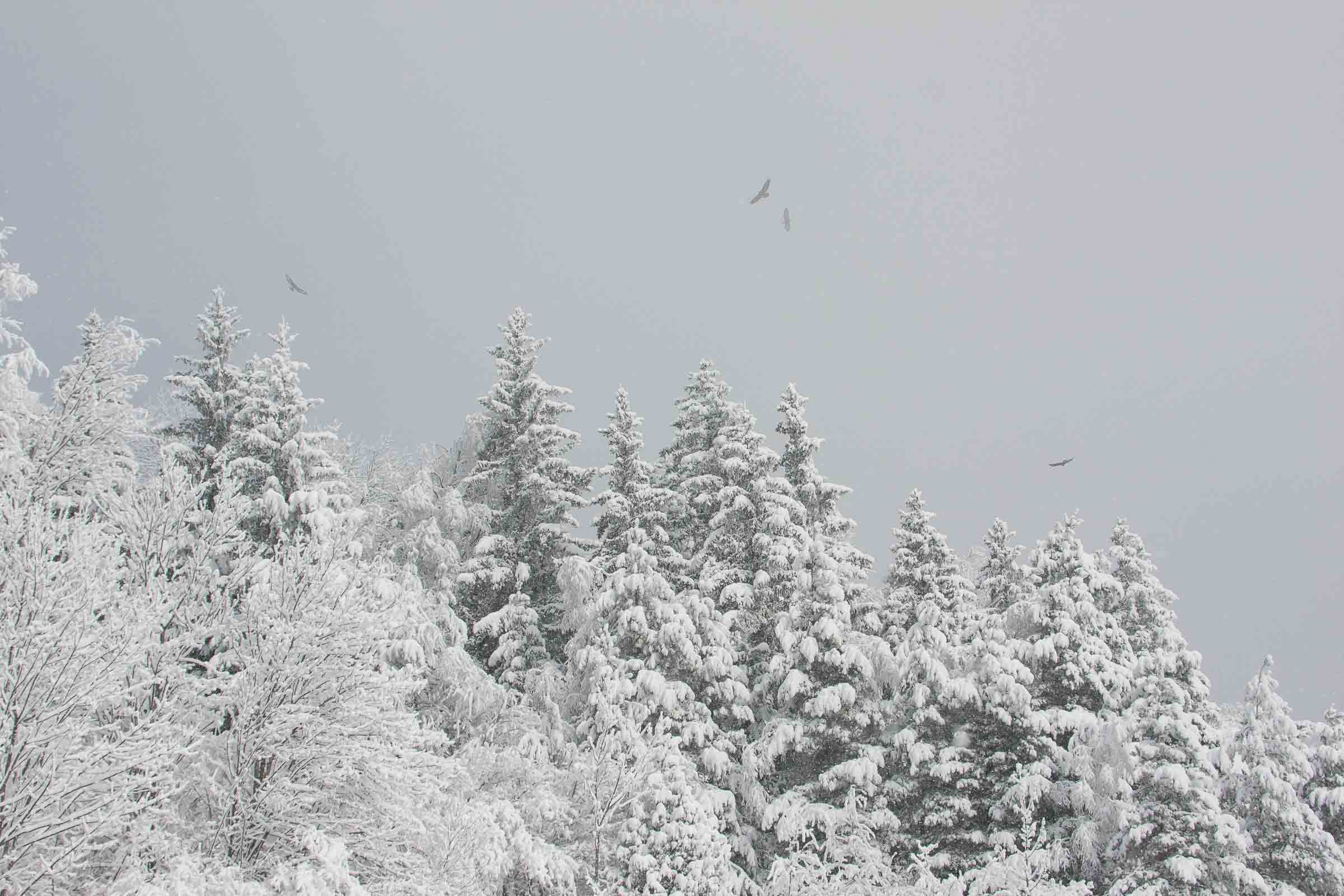 4 aigles royaux en vol