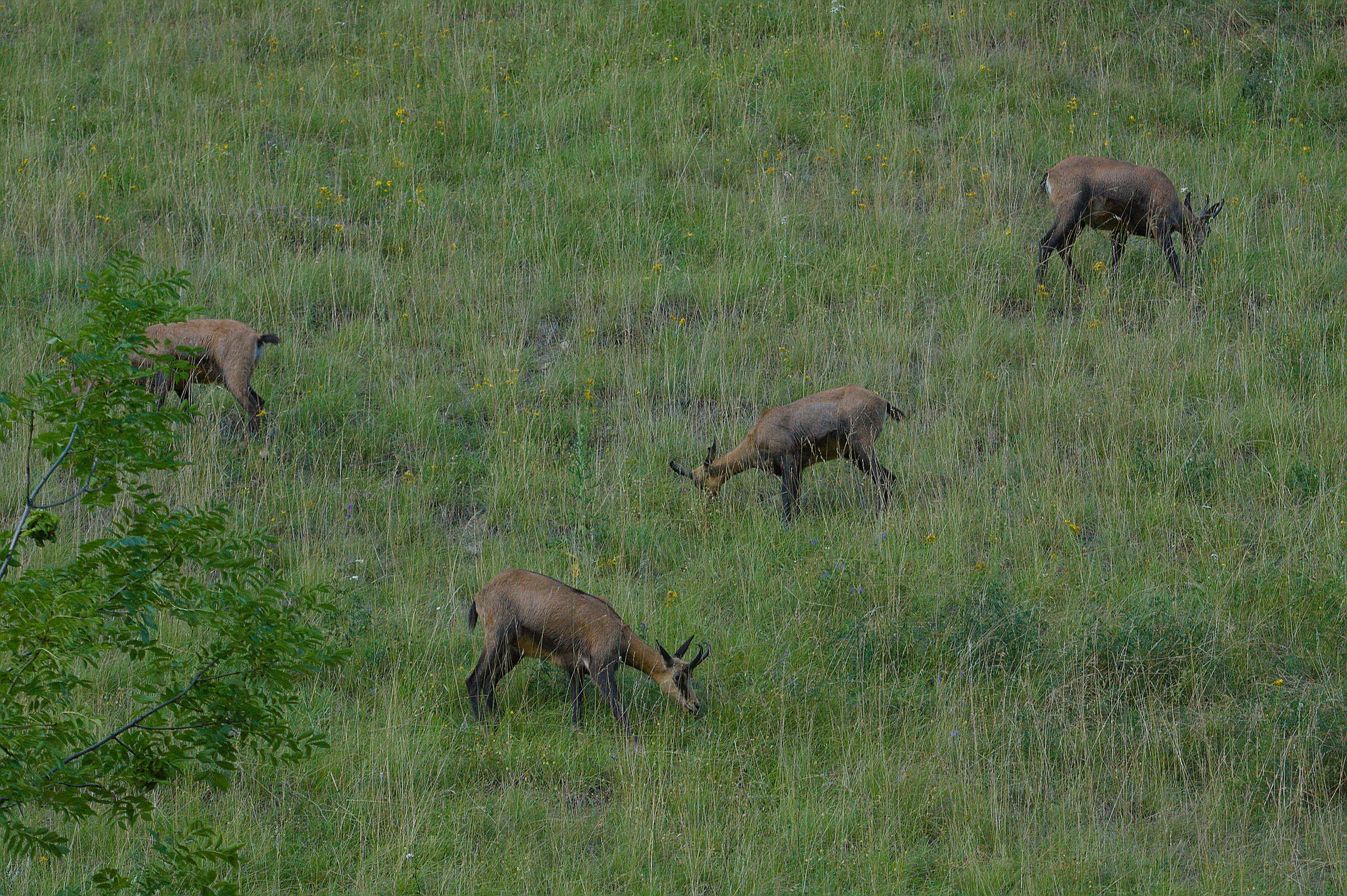 Les chamois de La Léchère - 2