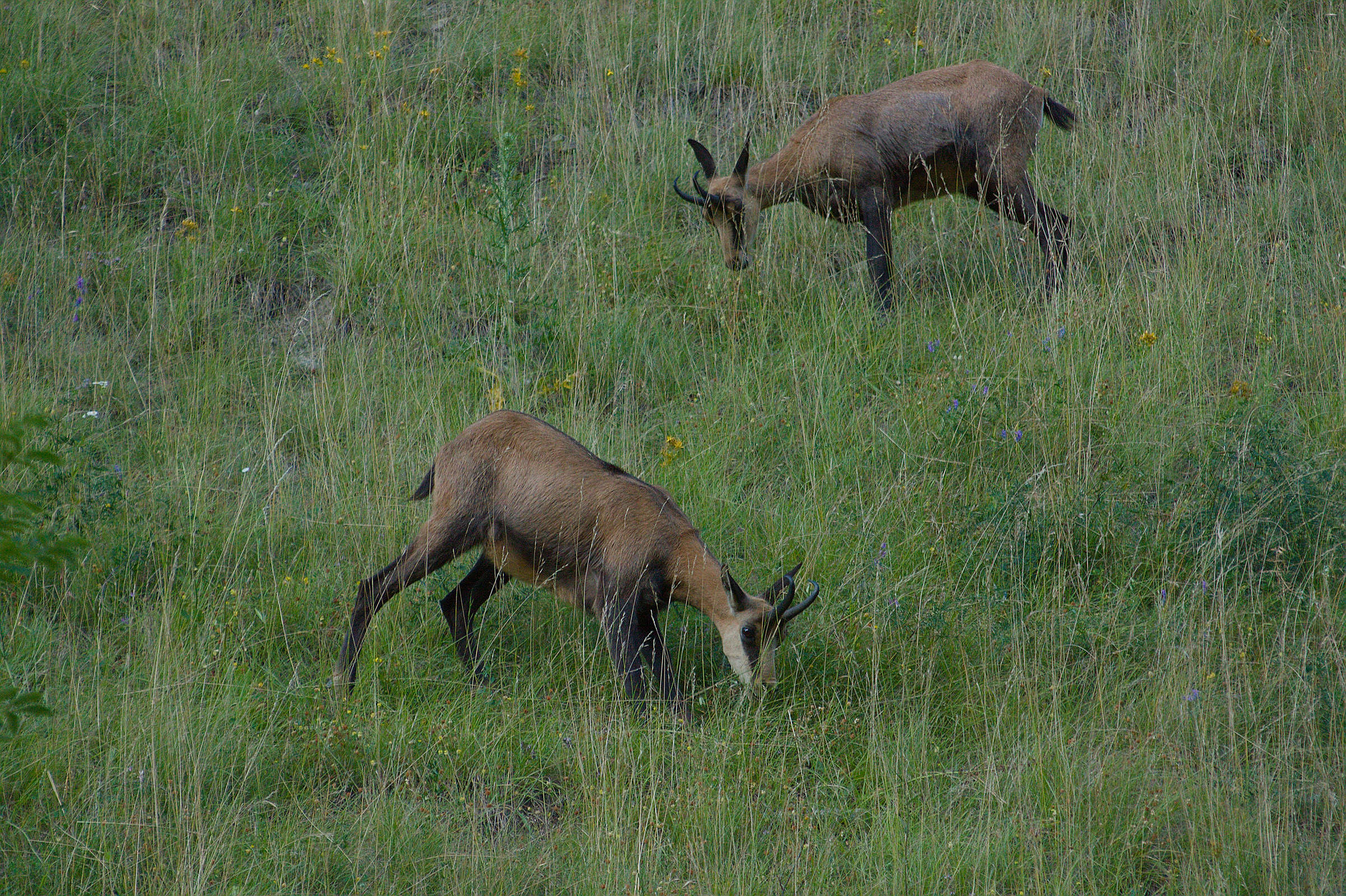 Les chamois de La Léchère - 3
