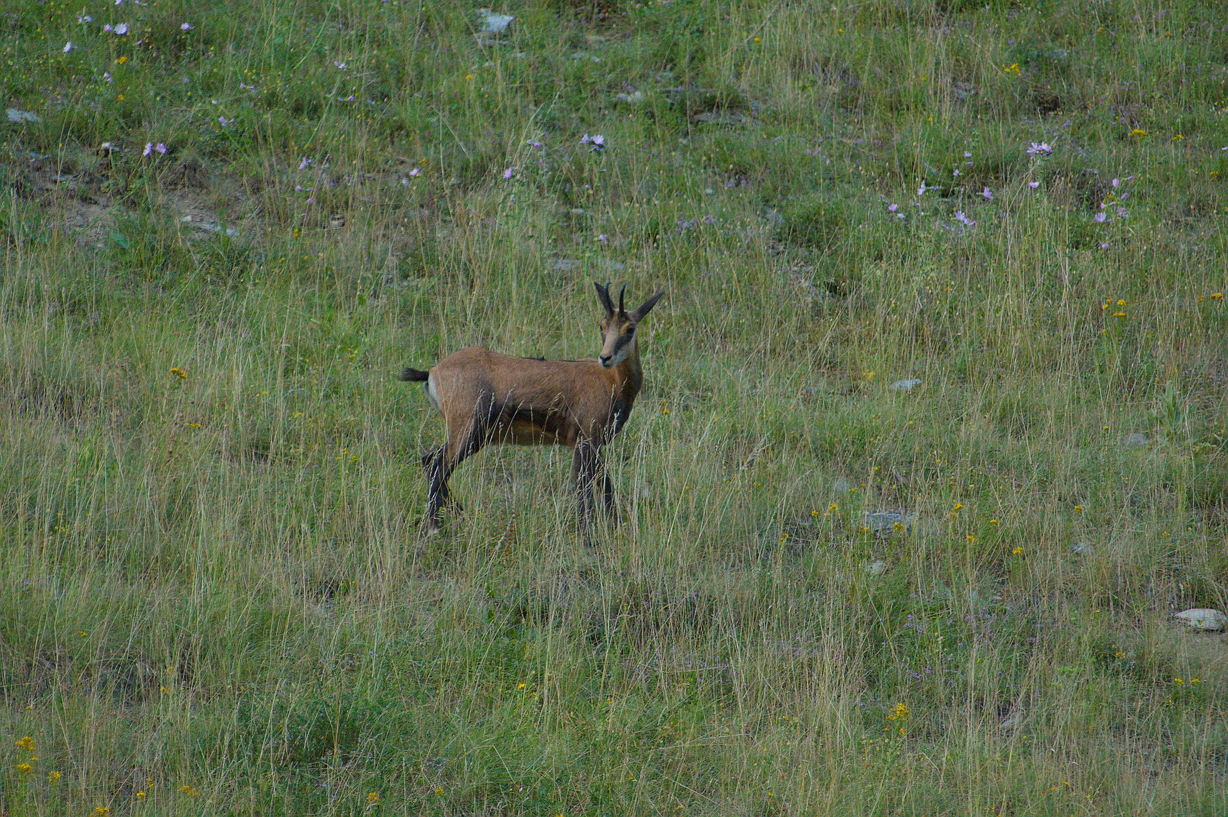 Les chamois de La Léchère - 4