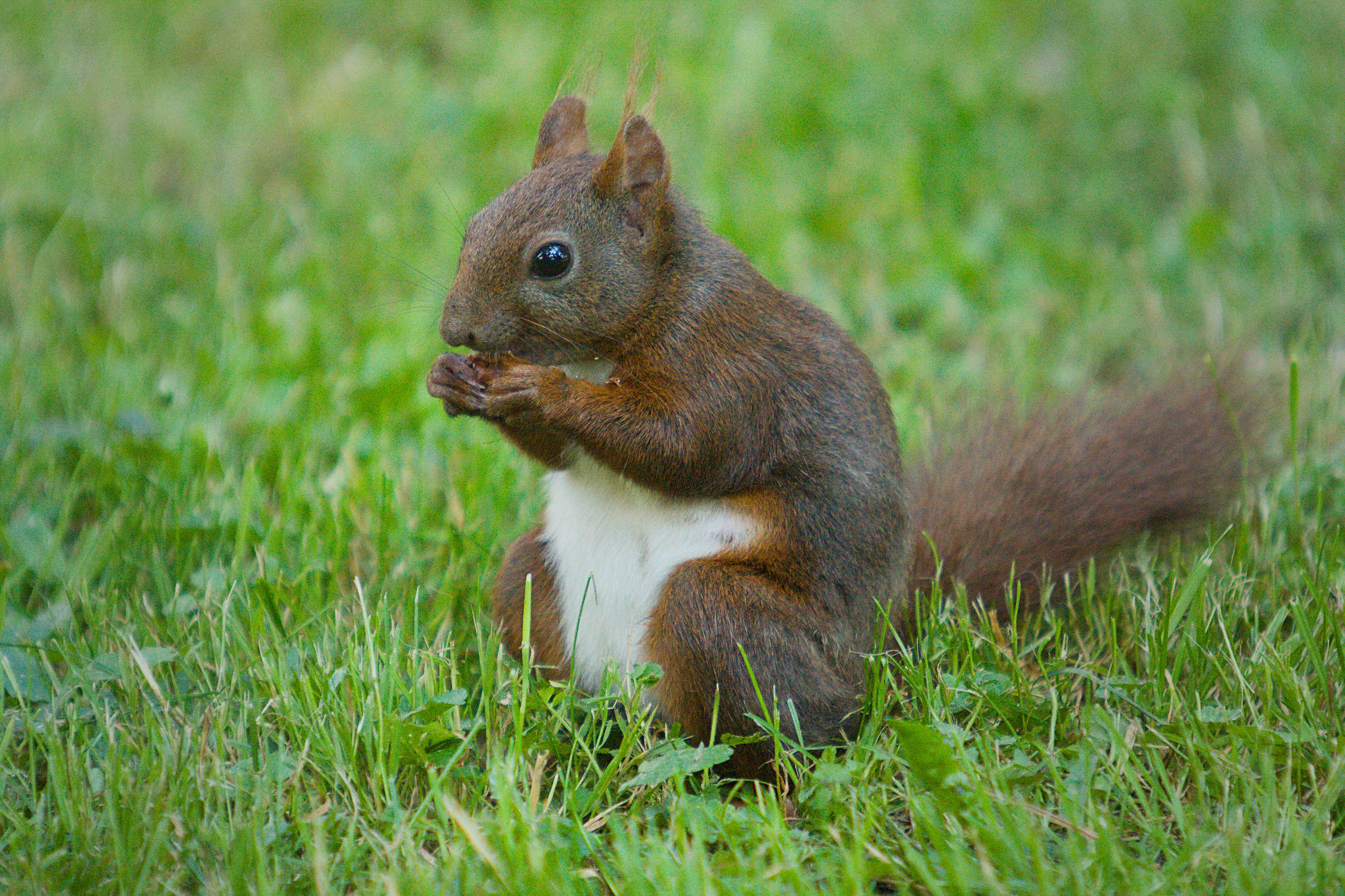 Écureuil roux - Sciurus vulgaris