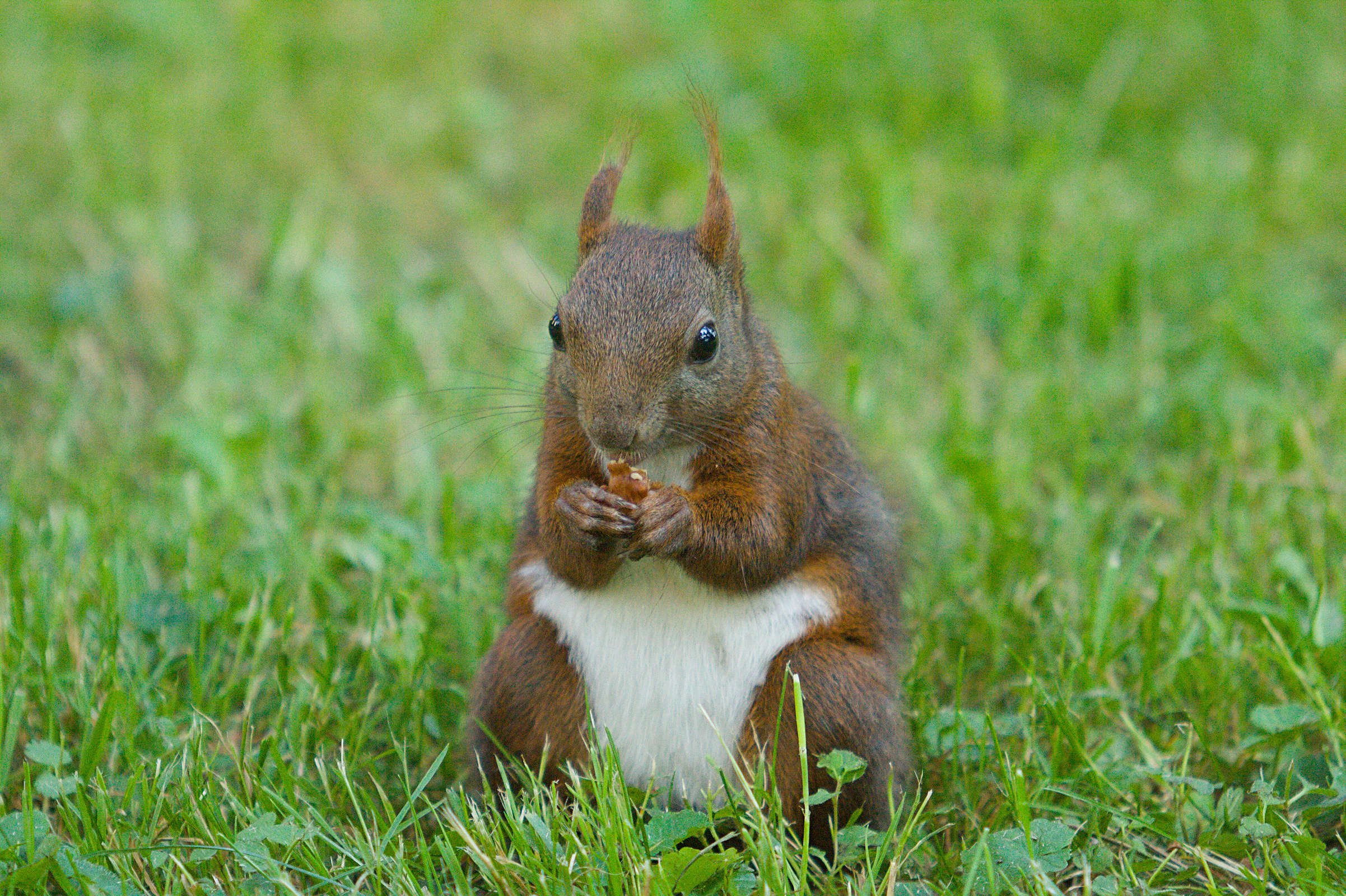 Écureuil roux - Sciurus vulgaris