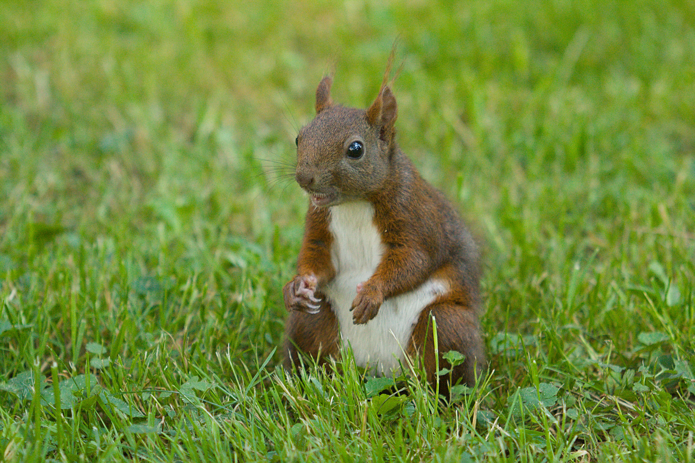 Écureuil roux - Sciurus vulgaris