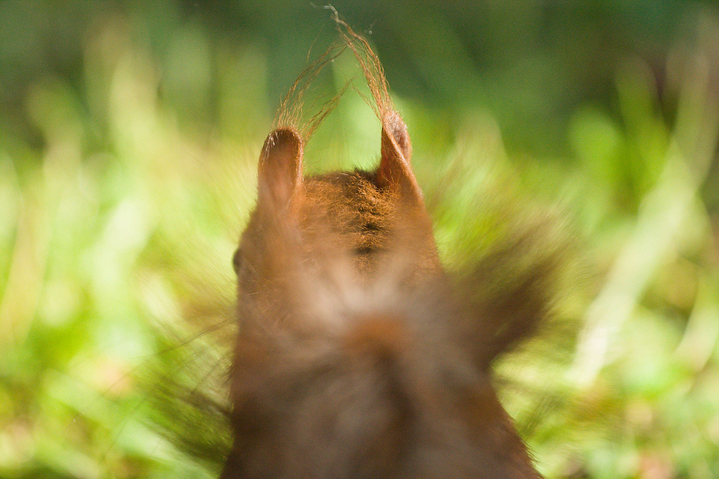 Écureuil roux - Sciurus vulgaris