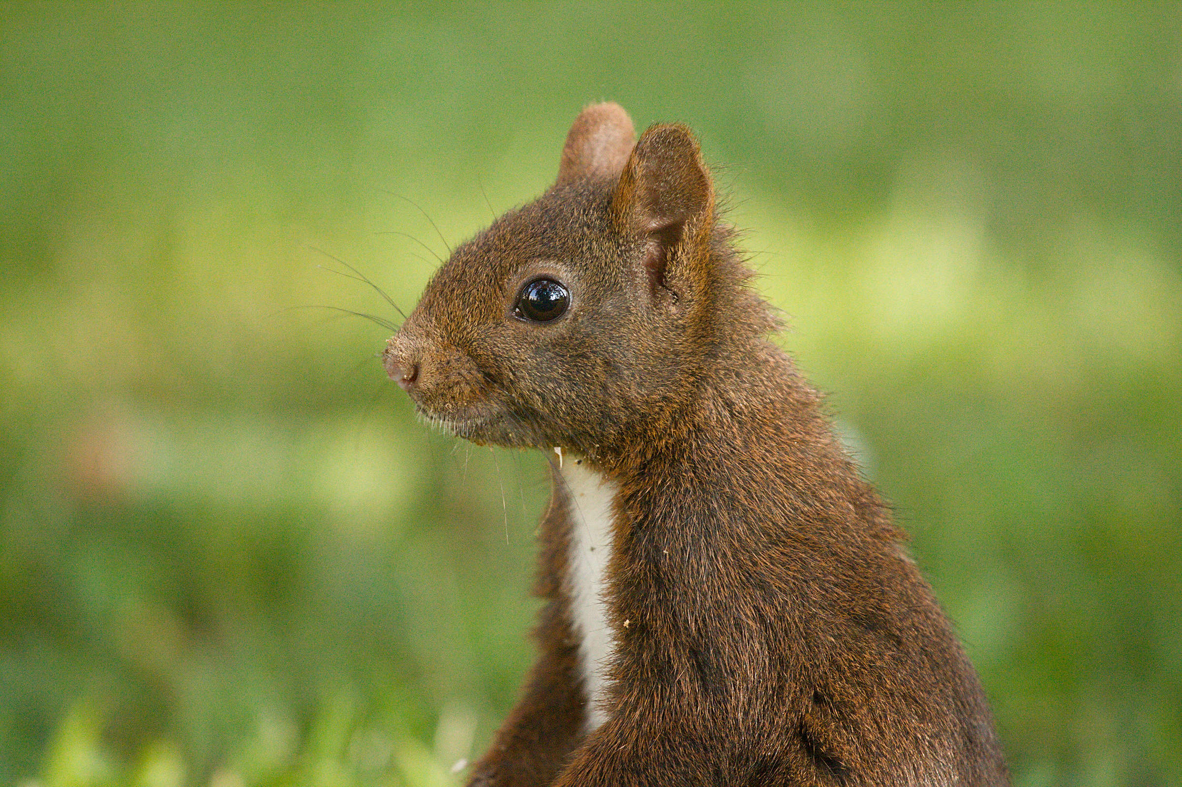 Écureuil roux - Sciurus vulgaris