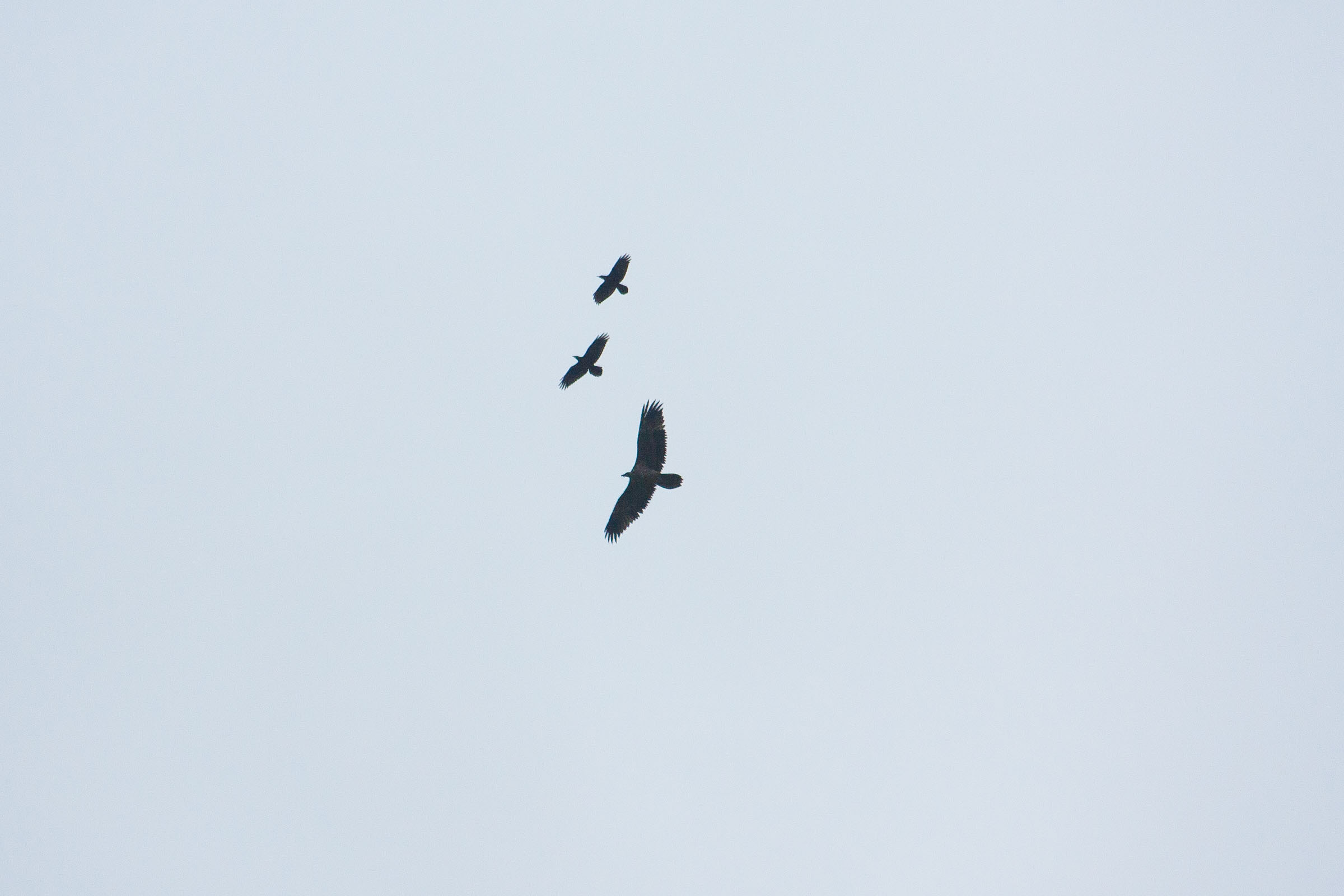 Pépite le gypaète barbu juvénile traqué par des chocards